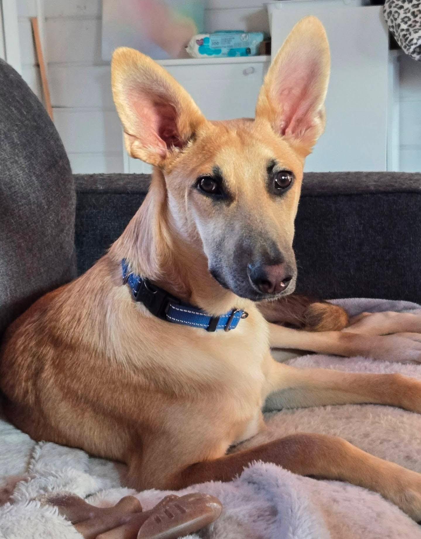 Travis, an adoptable German Shepherd Dog in Lacona, NY, 13083 | Photo Image 1