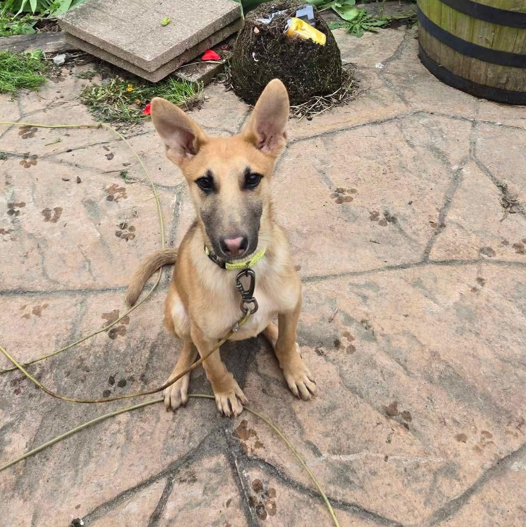 Enlarge Travis, a Adoptable mixed breed in Lacona, NY image 3/6