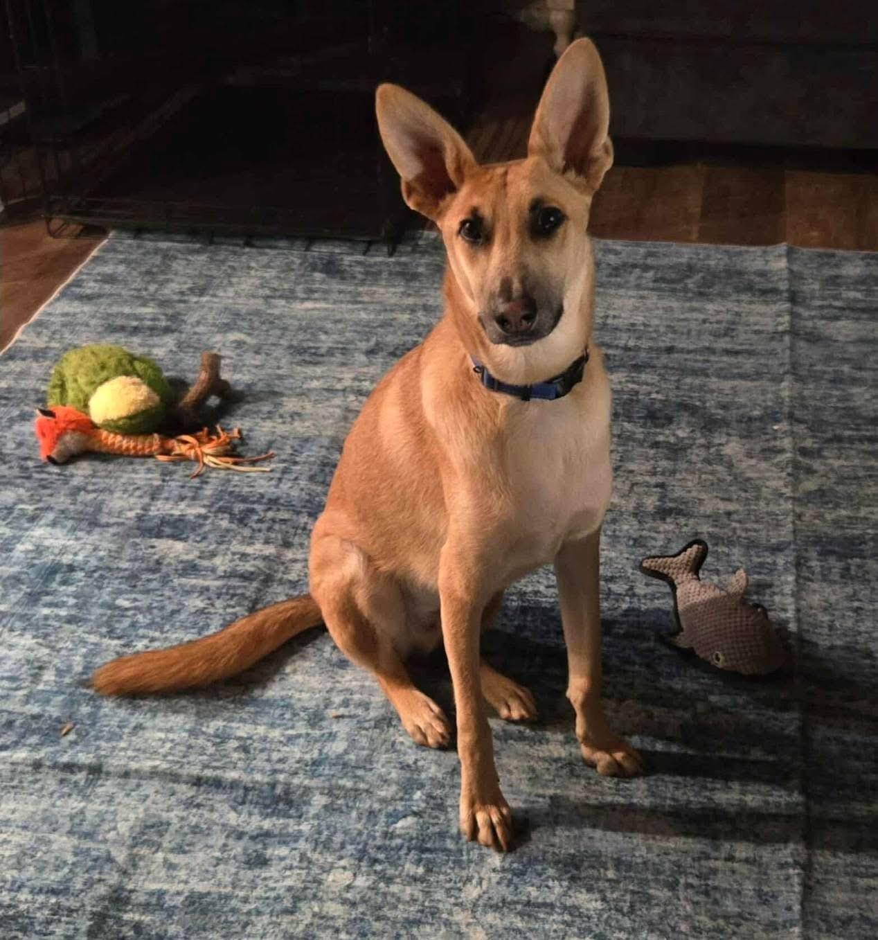 Travis, an adoptable German Shepherd Dog in Lacona, NY, 13083 | Photo Image 4