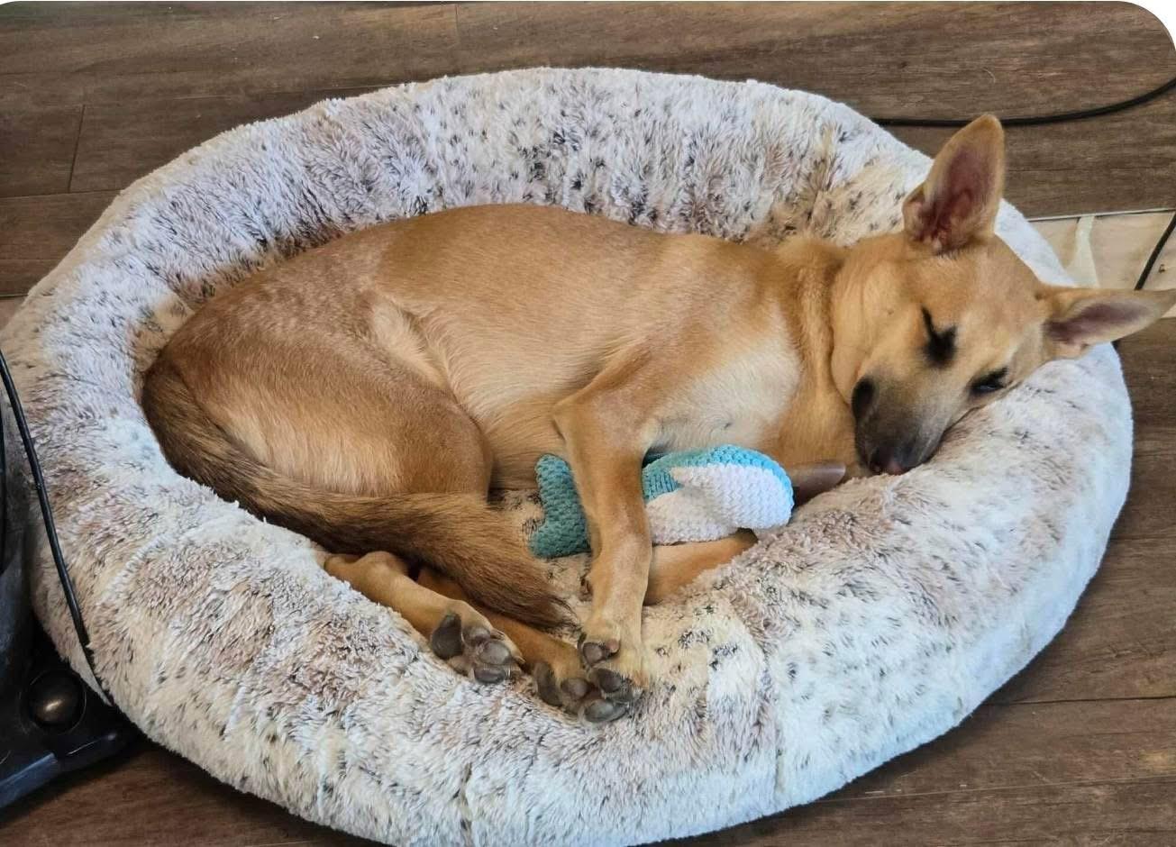 Travis, an adoptable German Shepherd Dog in Lacona, NY, 13083 | Photo Image 5