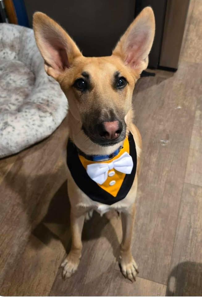 Travis, an adoptable German Shepherd Dog in Lacona, NY, 13083 | Photo Image 6