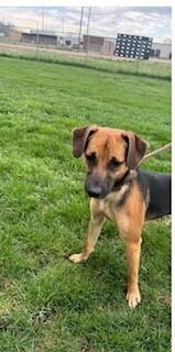 Benny - Fostered in Omaha, Adoptable, Young Male Beagle & Shepherd.