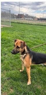 Enlarge Benny - Fostered in Omaha, a Adoptable mixed breed in Shawnee Mission, KS image 2/3