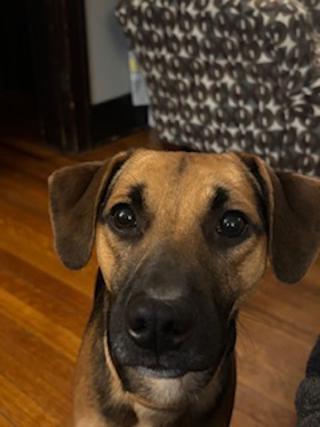 Enlarge Benny - Fostered in Omaha, a Adoptable mixed breed in Shawnee Mission, KS image 3/3