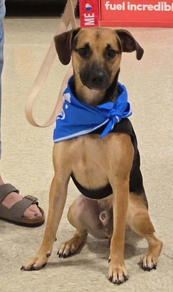 Benny - Fostered in Omaha, a Adoptable mixed breed in Shawnee Mission, KS image 4/4