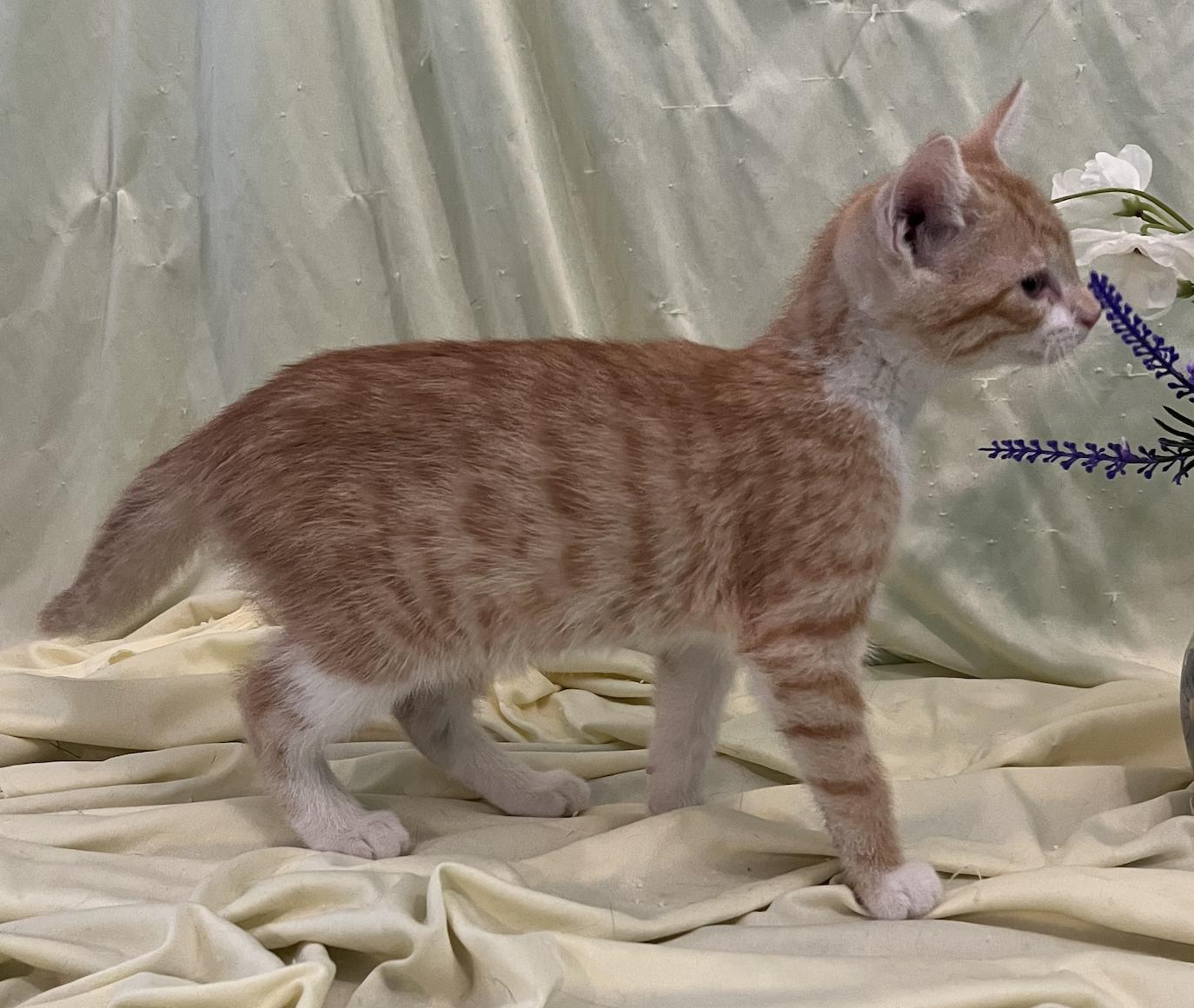 Enlarge Nicki, a Adoptable Domestic Short Hair in Connelly Springs, NC image 5/6