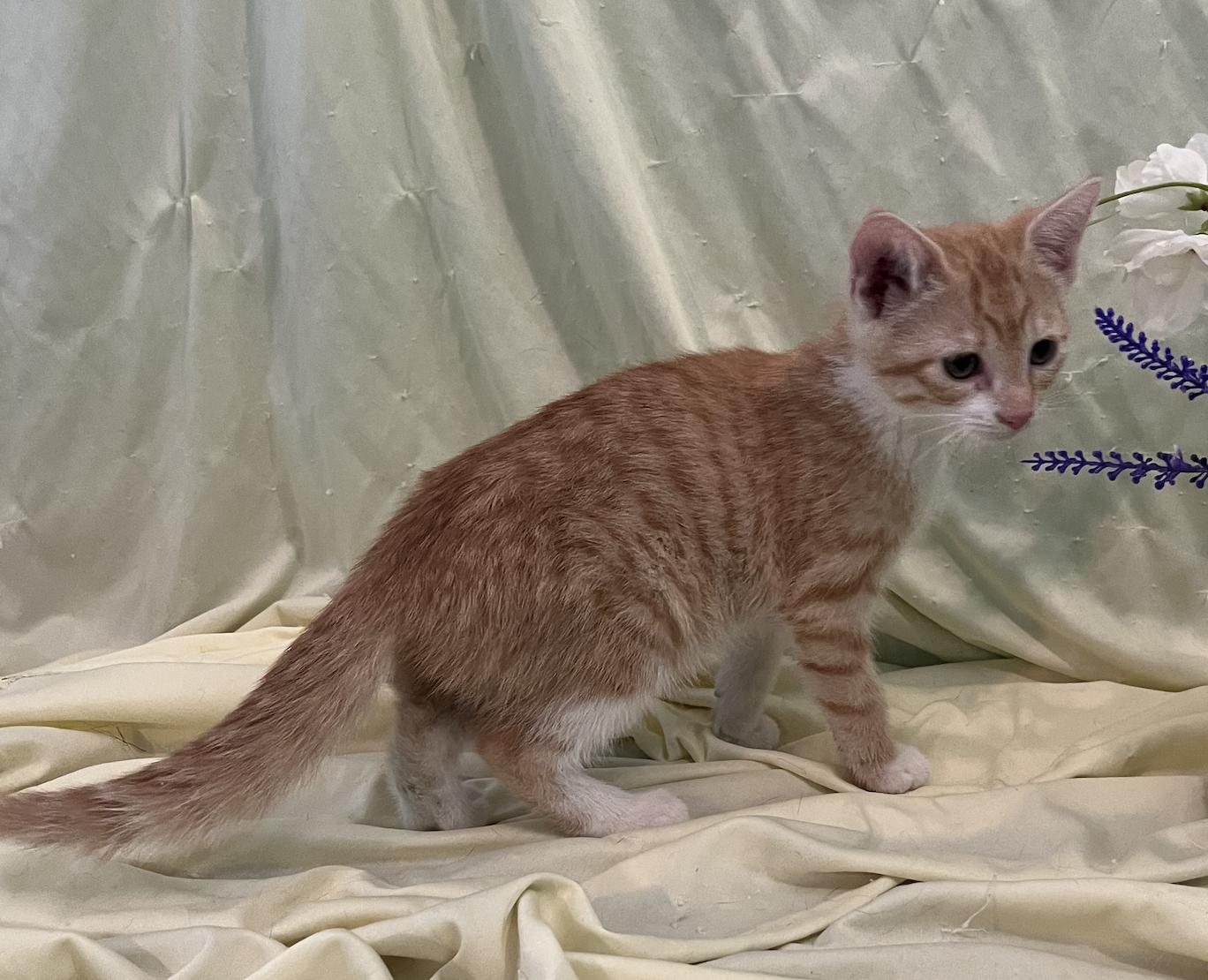 Enlarge Nicki, a Adoptable Domestic Short Hair in Connelly Springs, NC image 4/6