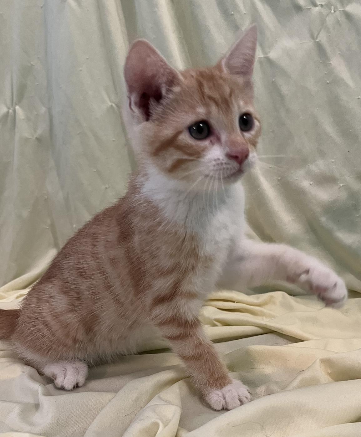 Enlarge Nicki, a Adoptable Domestic Short Hair in Connelly Springs, NC image 2/6
