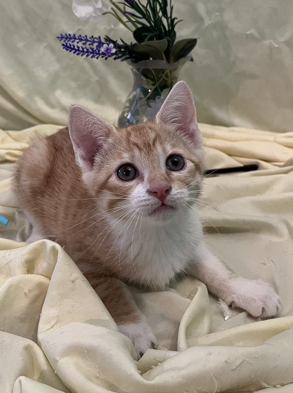 Enlarge Nicki, a Adoptable Domestic Short Hair in Connelly Springs, NC image 3/6