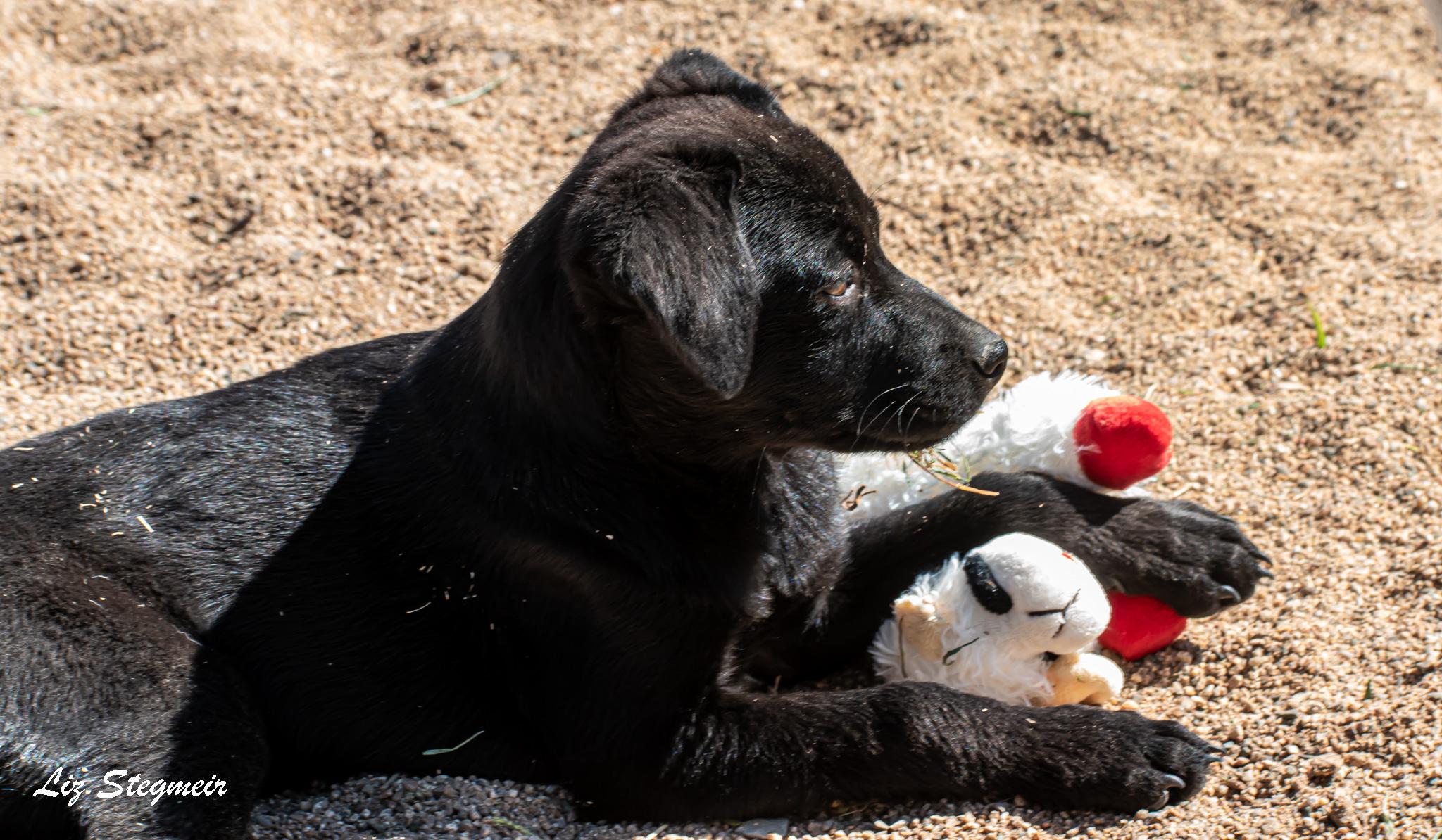 Enlarge Willow, an adopted Mixed Breed in Mayer, AZ image 2/3