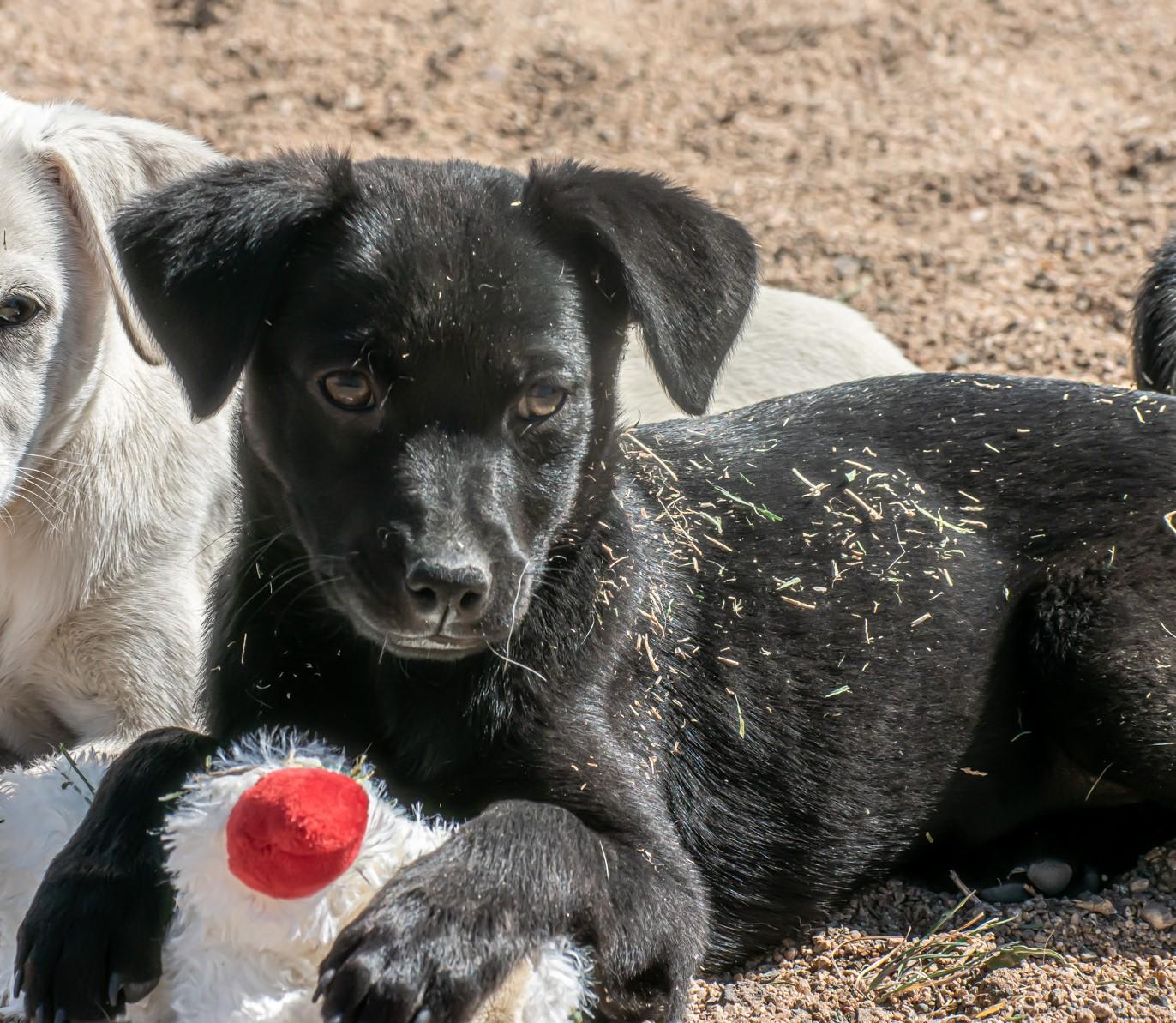 Willow, adopted, Puppy Female Mixed Breed.