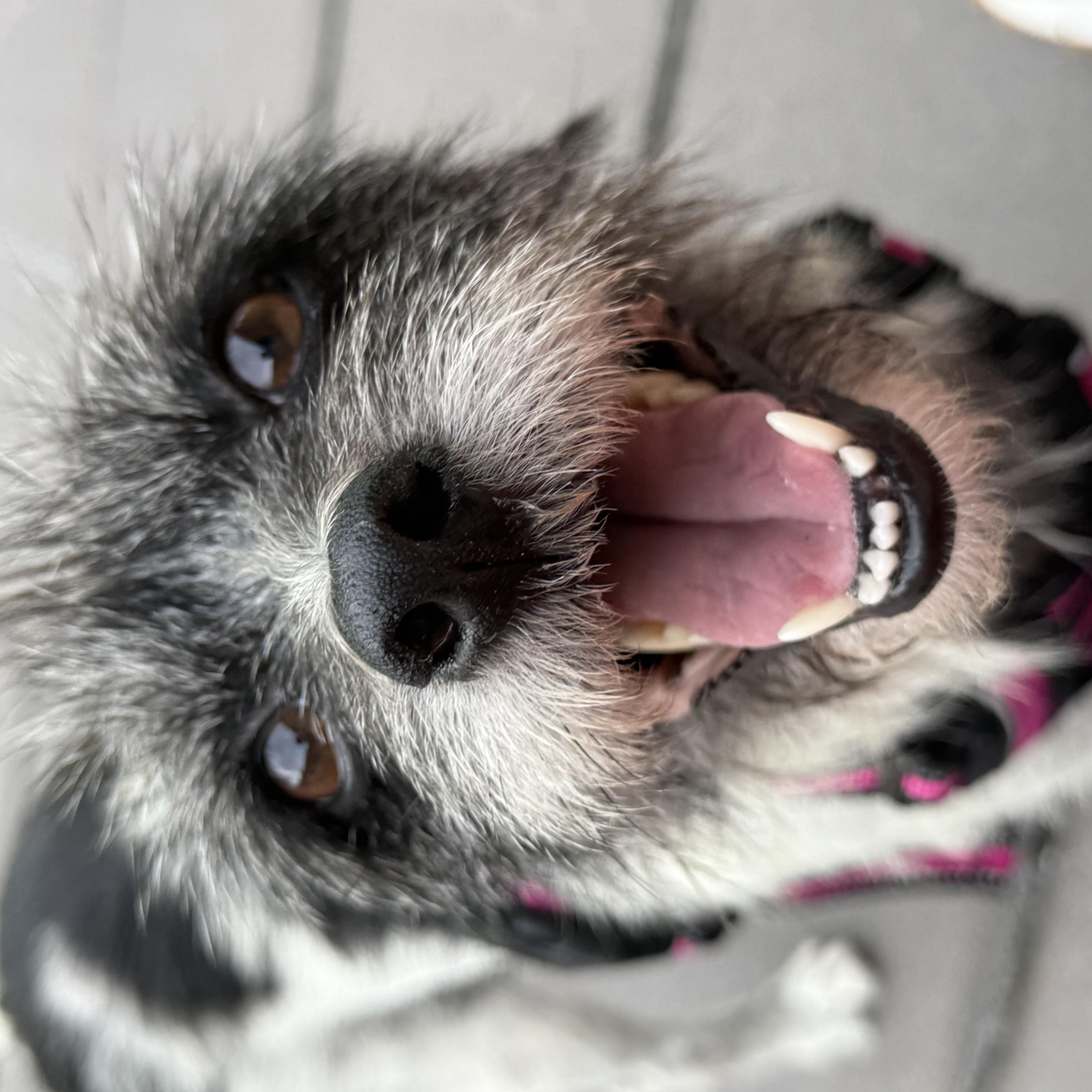 Enlarge Charlotte, a ADOPTABLE mixed breed in Weare, NH image 6/6