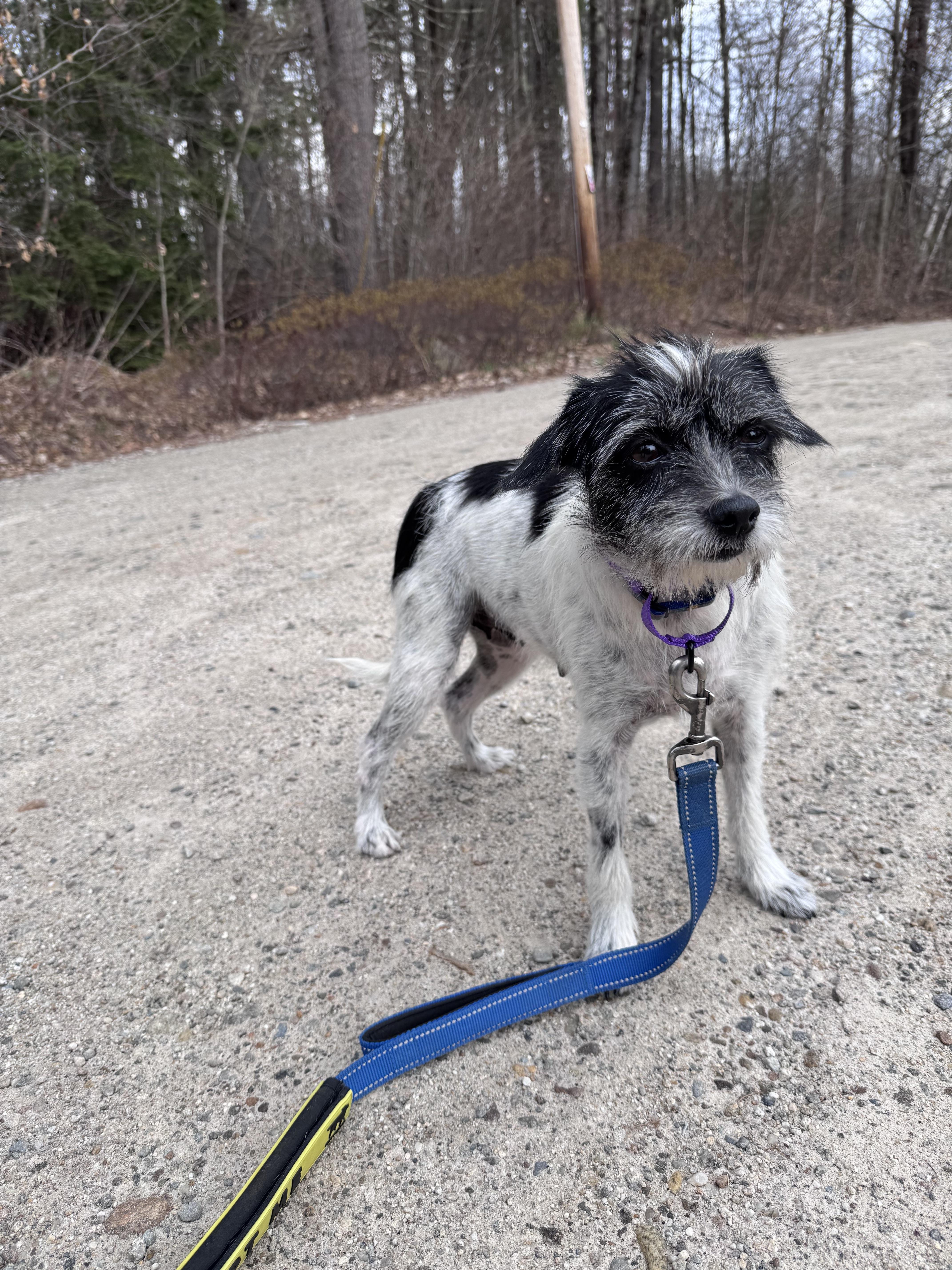 Enlarge Charlotte, a ADOPTABLE mixed breed in Weare, NH image 3/6