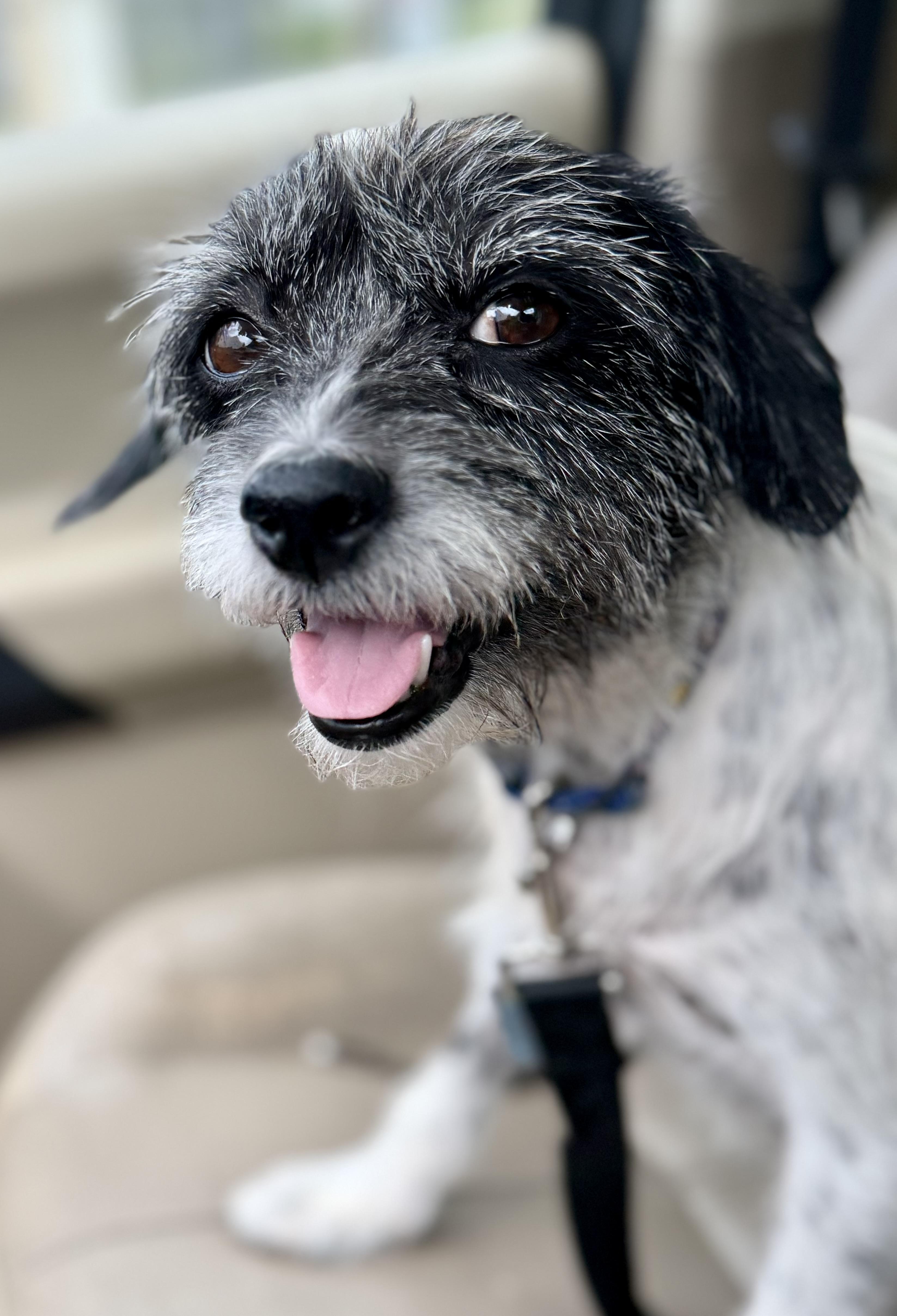 Enlarge Charlotte, a ADOPTABLE mixed breed in Weare, NH image 5/6