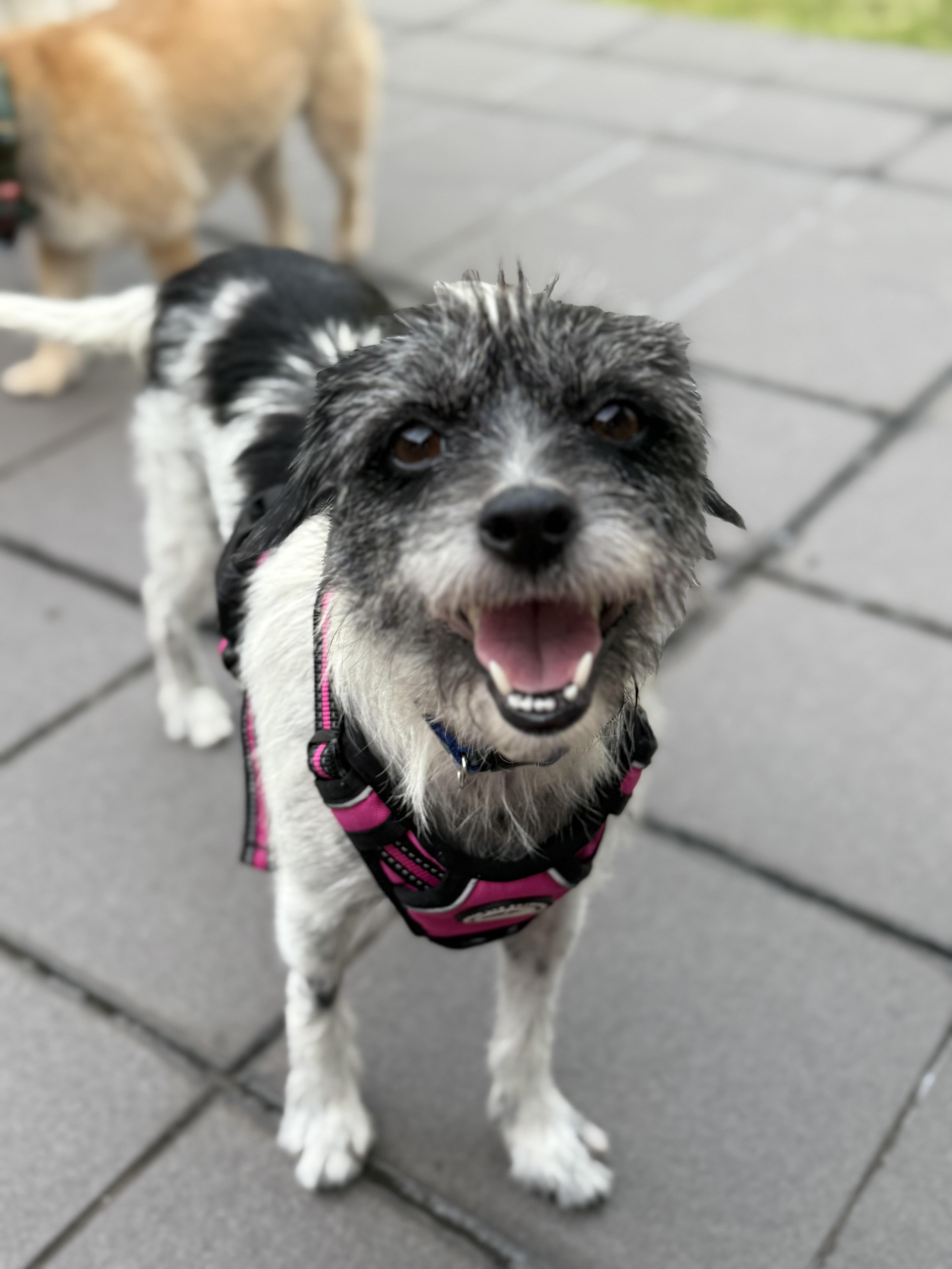 Enlarge Charlotte, a ADOPTABLE mixed breed in Weare, NH image 1/6