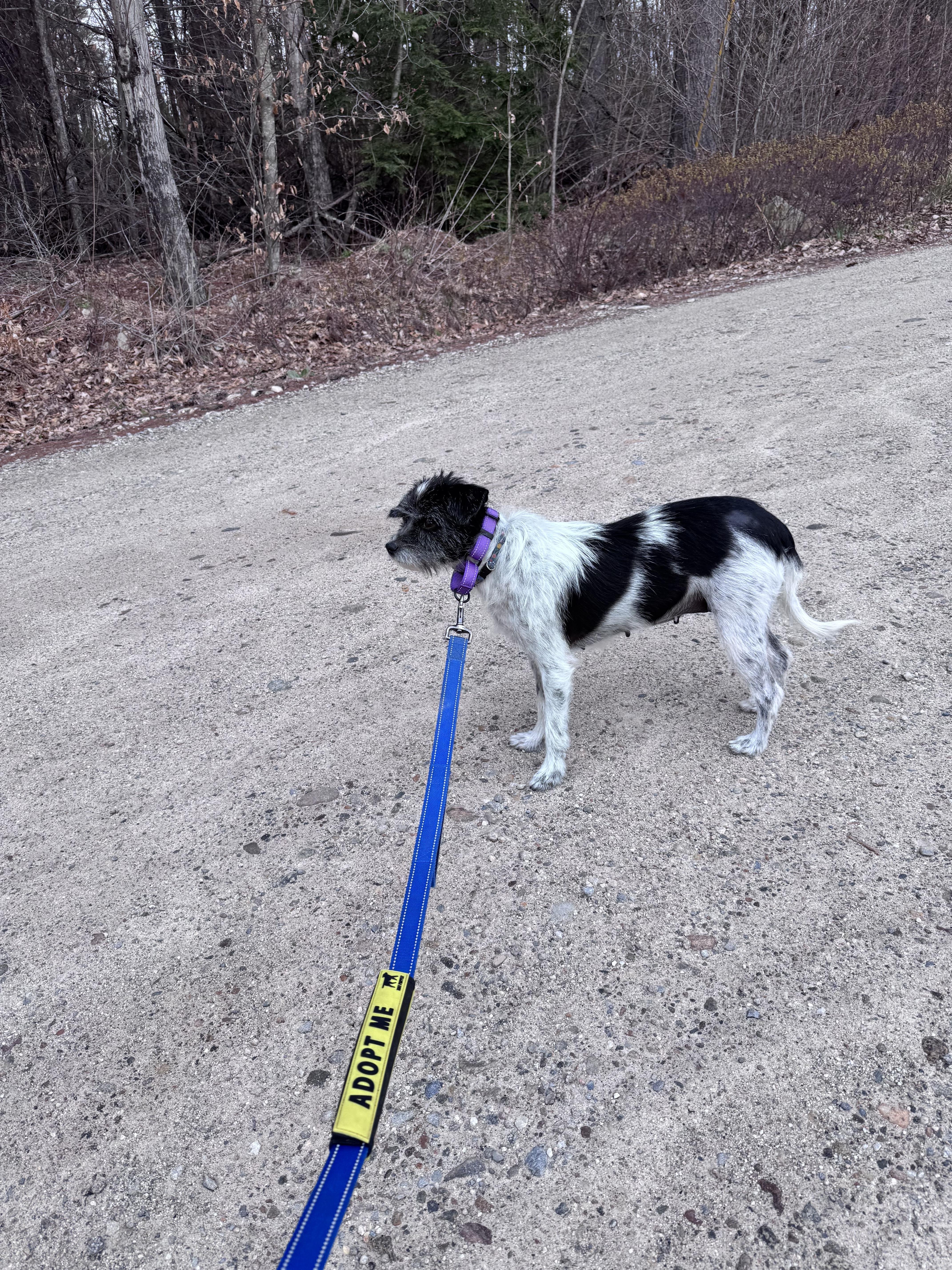 Enlarge Charlotte, a ADOPTABLE mixed breed in Weare, NH image 2/6