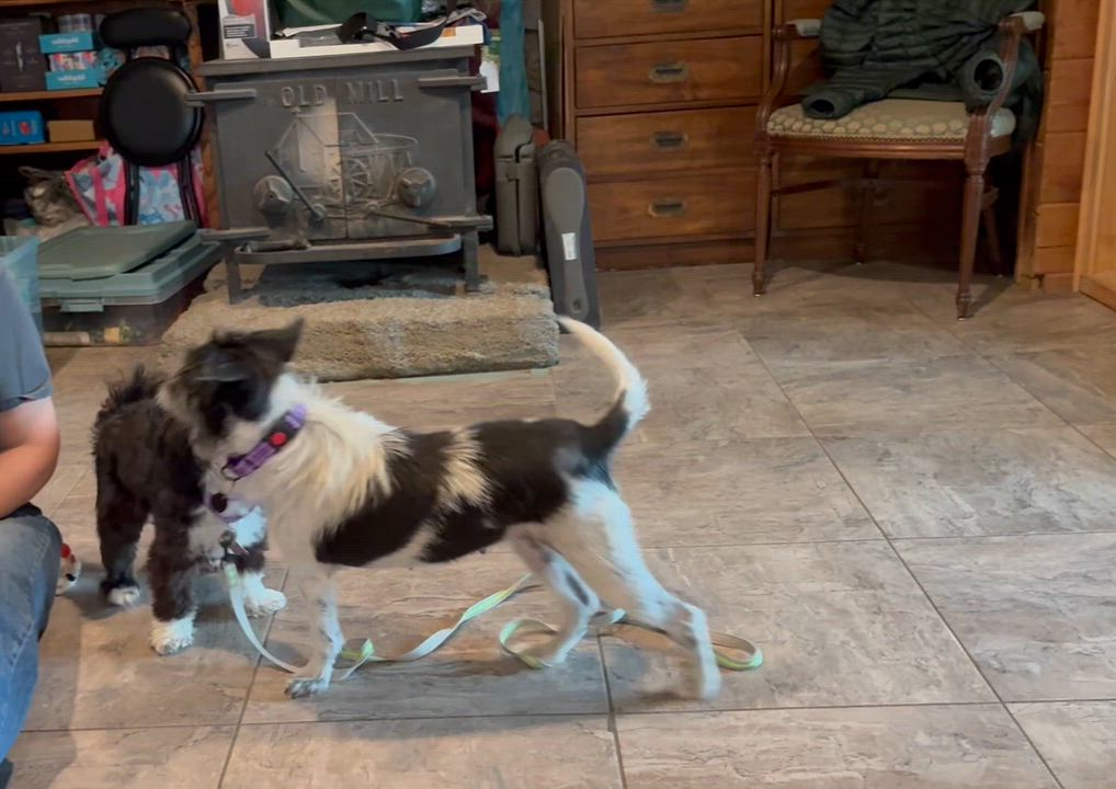 Enlarge Charlotte, a ADOPTABLE mixed breed in Weare, NH video 4/6