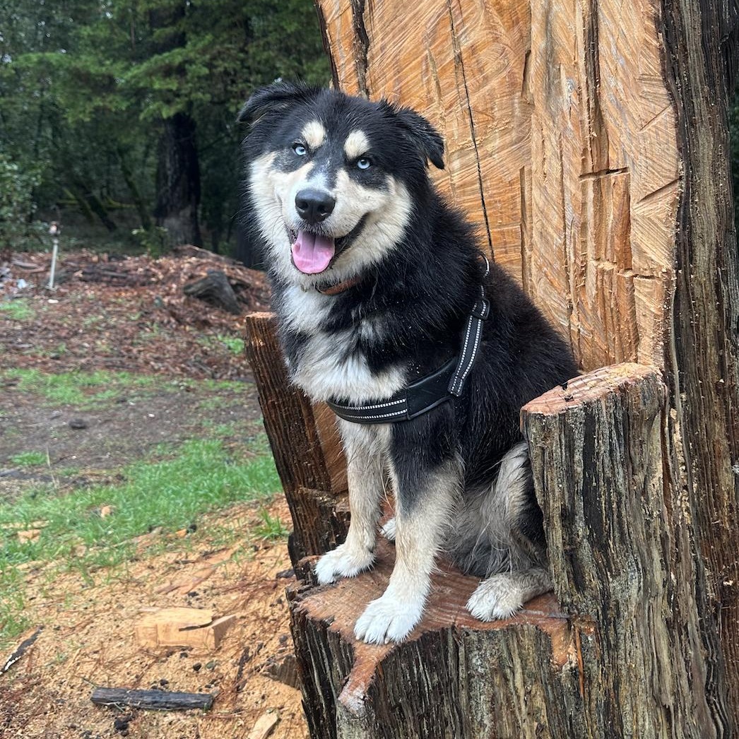 Enlarge Dub, a Adoptable mixed breed in Emeryville, CA image 1/4