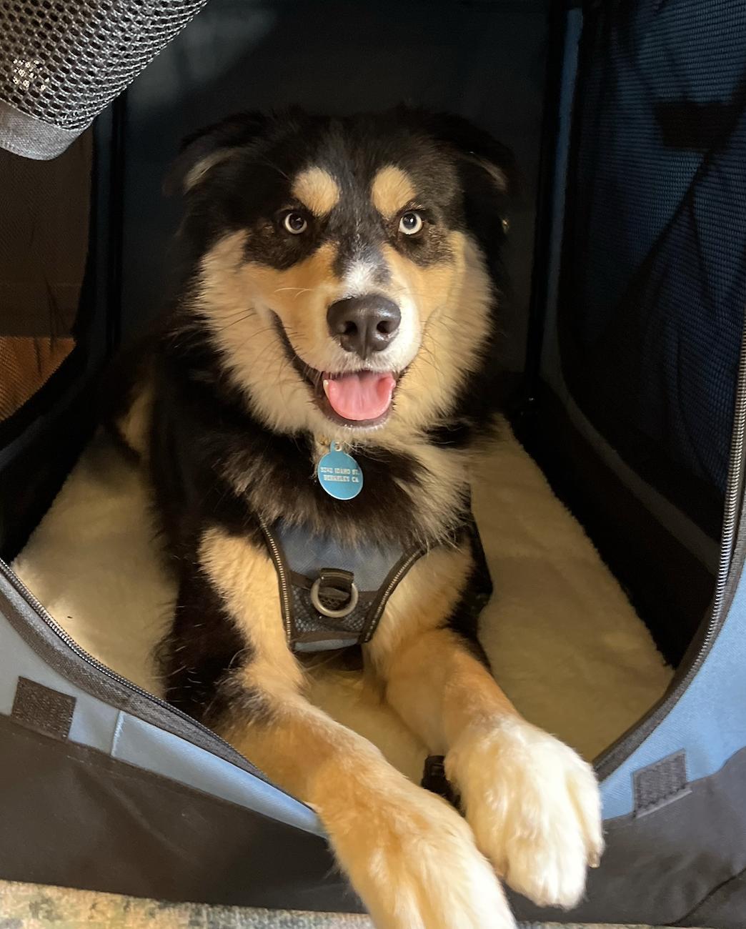 Duncan, Adoptable, Adult Male Husky & Australian Shepherd.