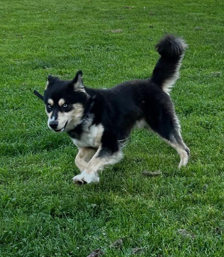 DUB, a Adoptable mixed breed in Emeryville, CA image 2/4