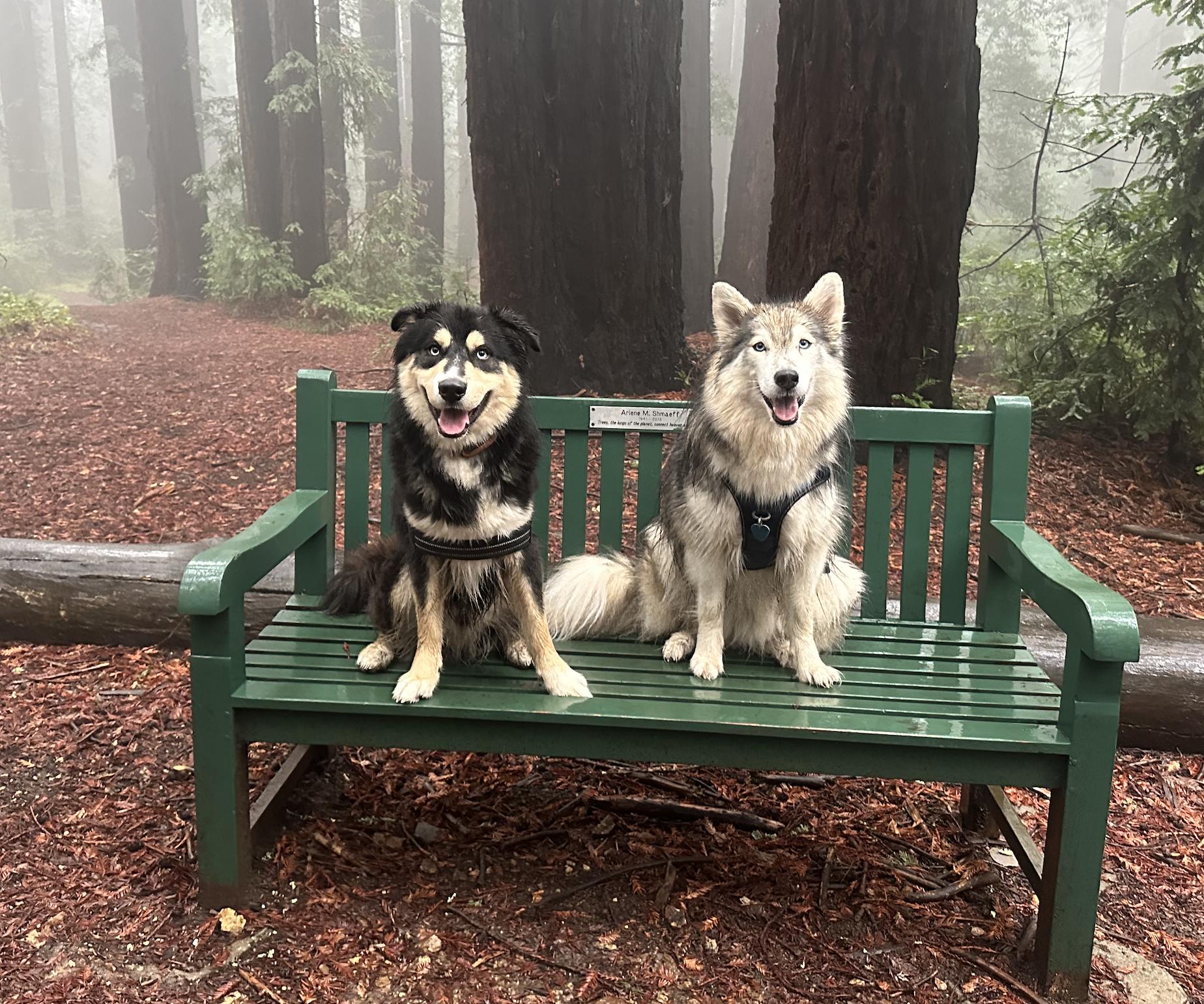 Enlarge Dub, a Adoptable mixed breed in Emeryville, CA image 4/4
