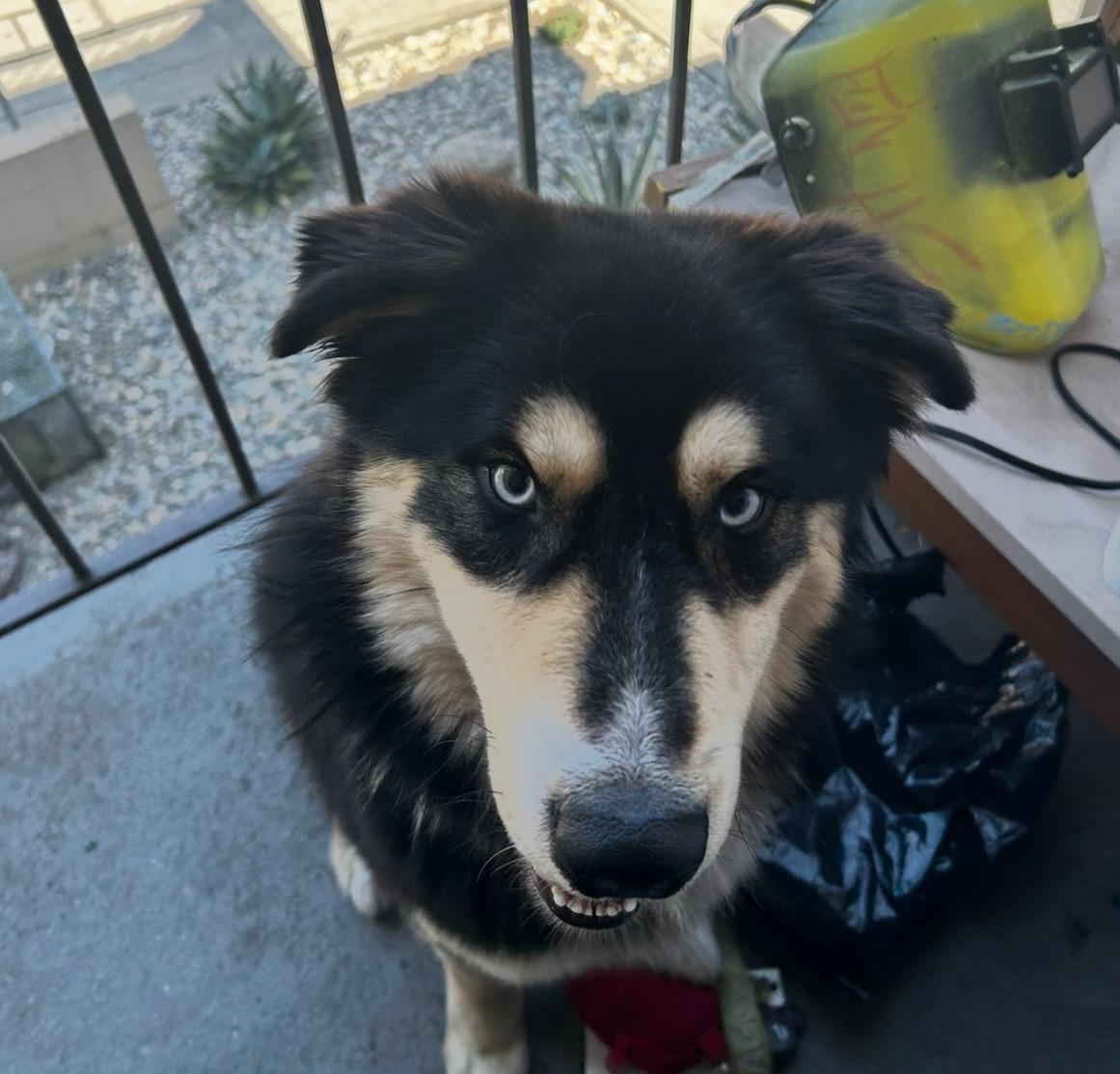 DUB, a Adoptable mixed breed in Emeryville, CA image 3/4