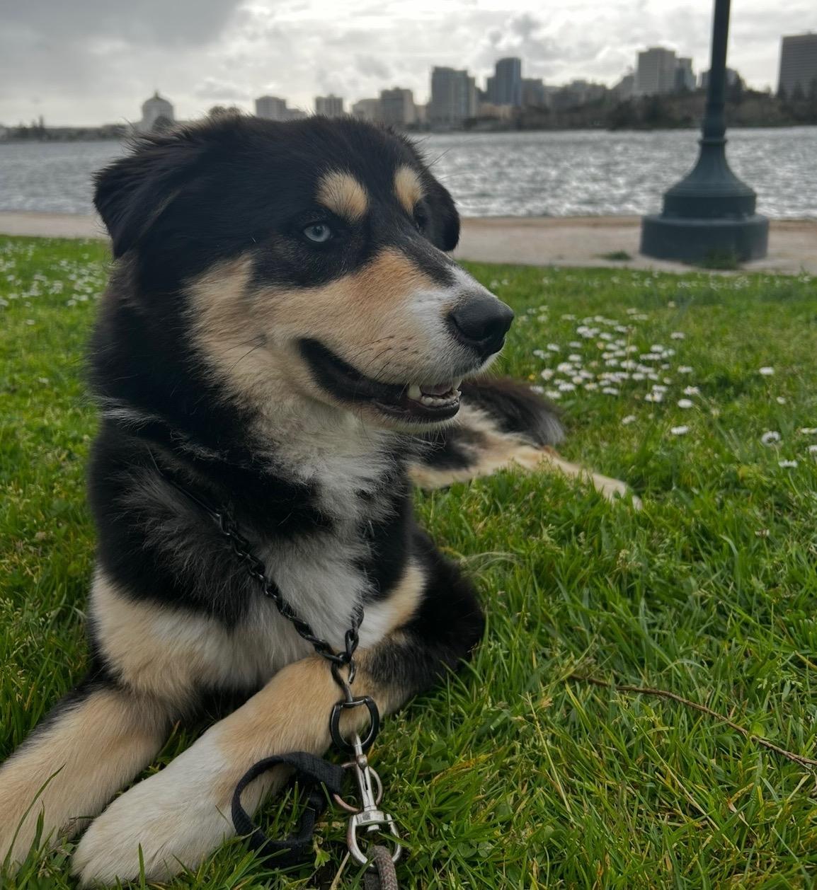 DUB, a Adoptable mixed breed in Emeryville, CA image 1/4