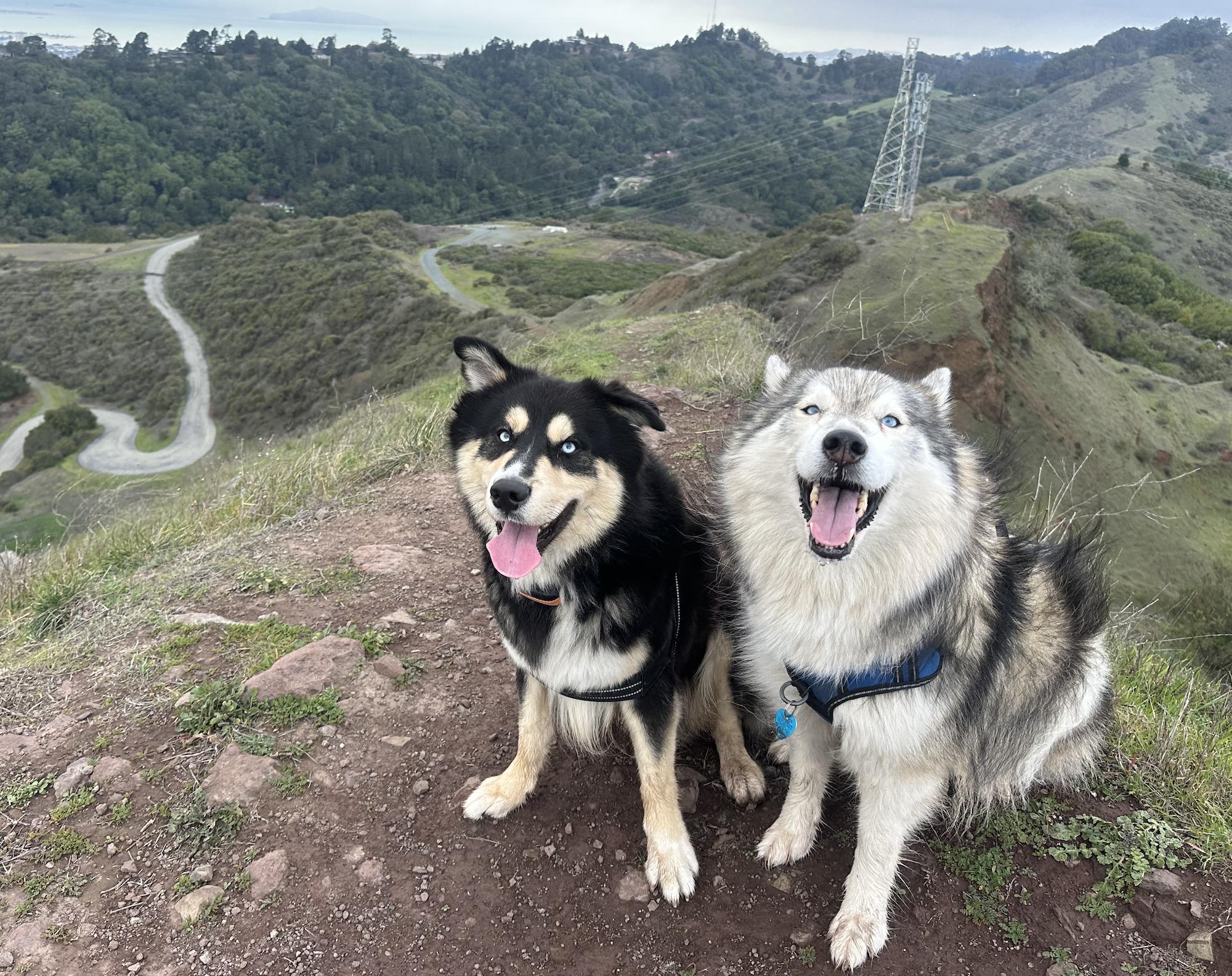 Enlarge Dub, a Adoptable mixed breed in Emeryville, CA image 2/4