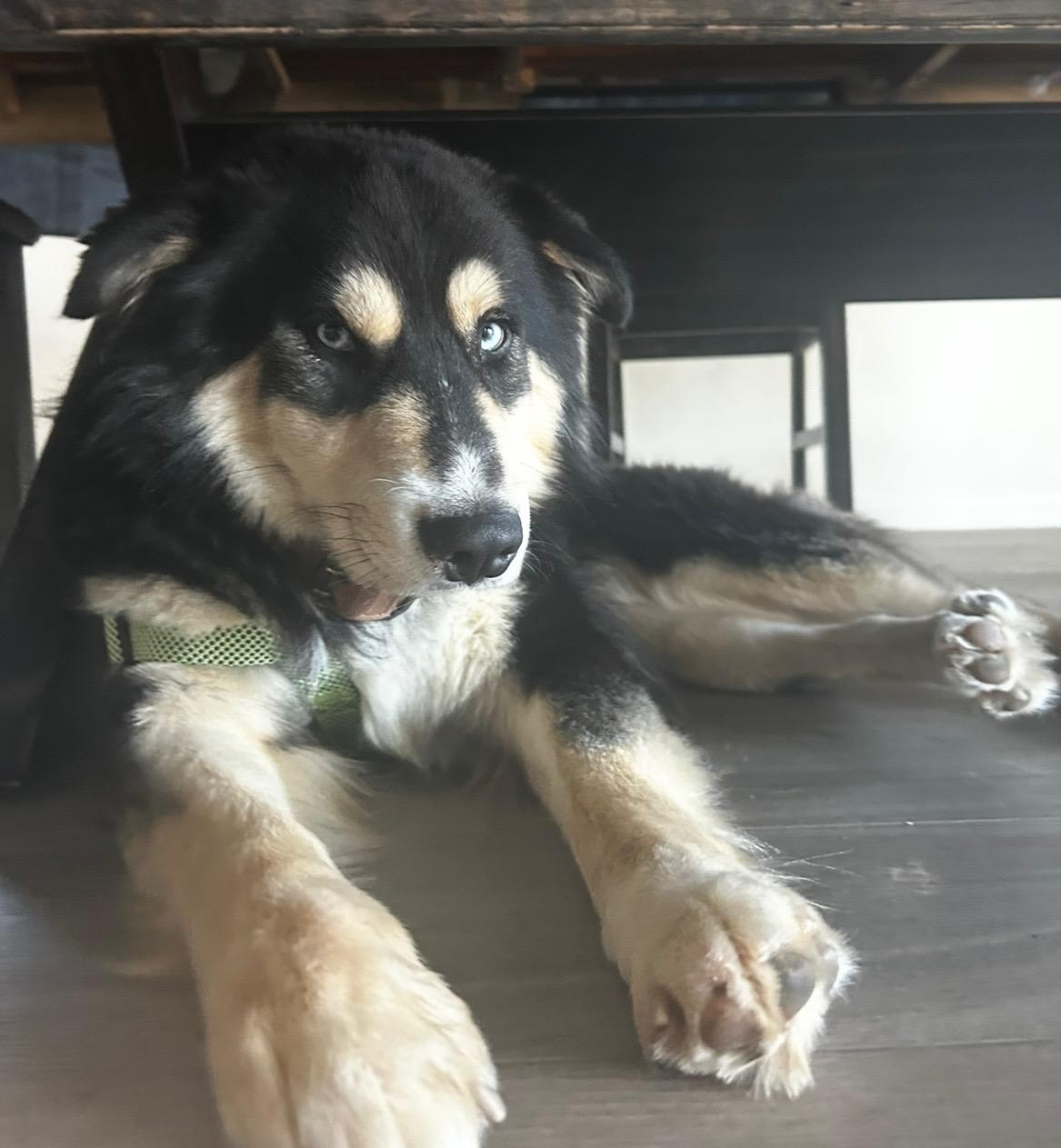 DUB, a Adoptable mixed breed in Emeryville, CA image 4/4