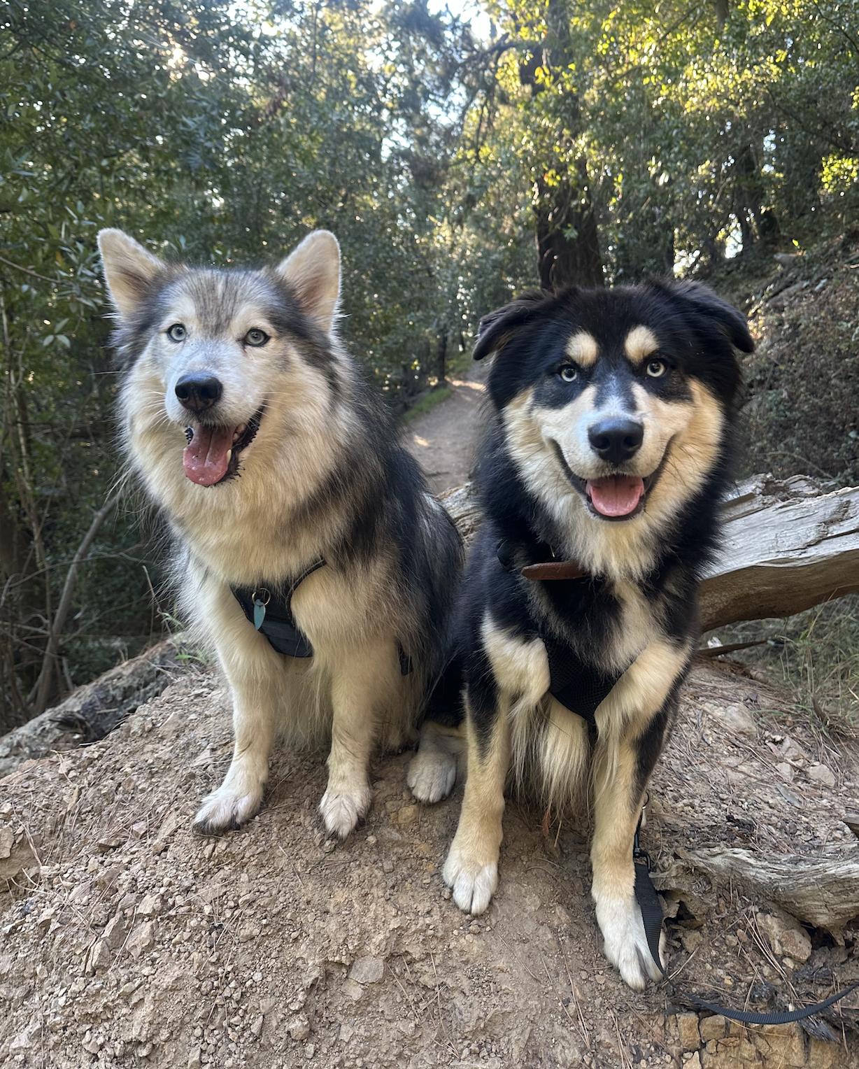 Enlarge Dub, a Adoptable mixed breed in Emeryville, CA image 3/4