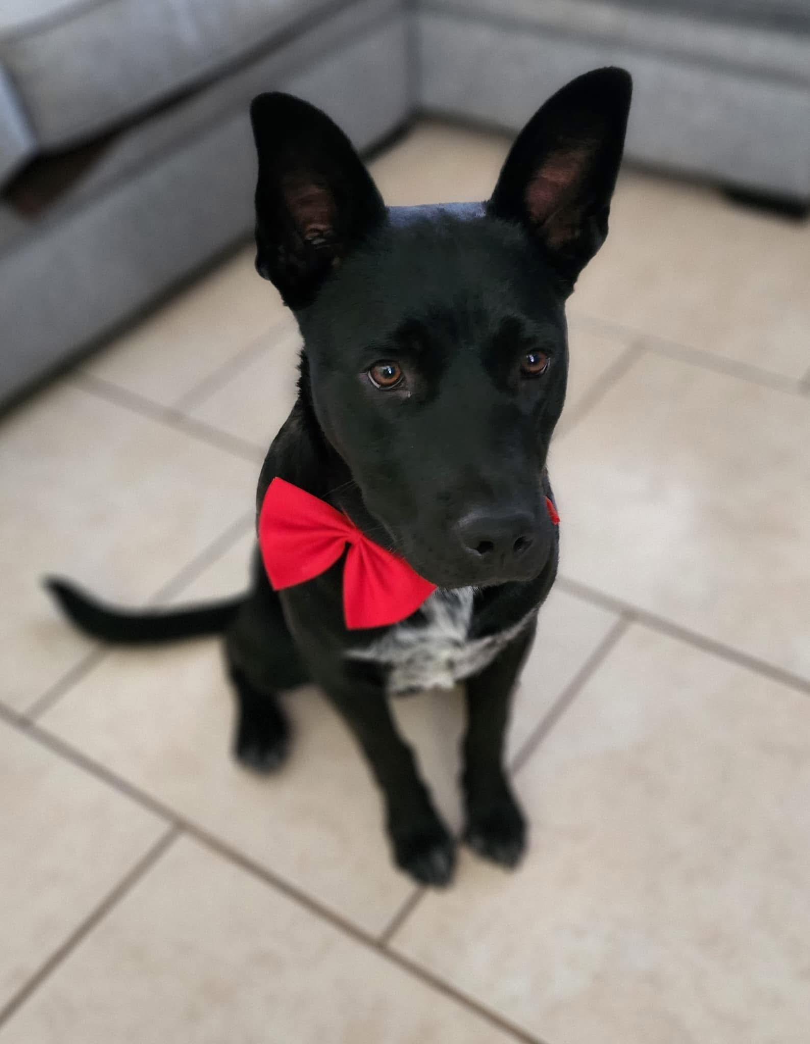 Roman, Adoptable, Young Male Belgian Shepherd / Malinois & Labrador Retriever.