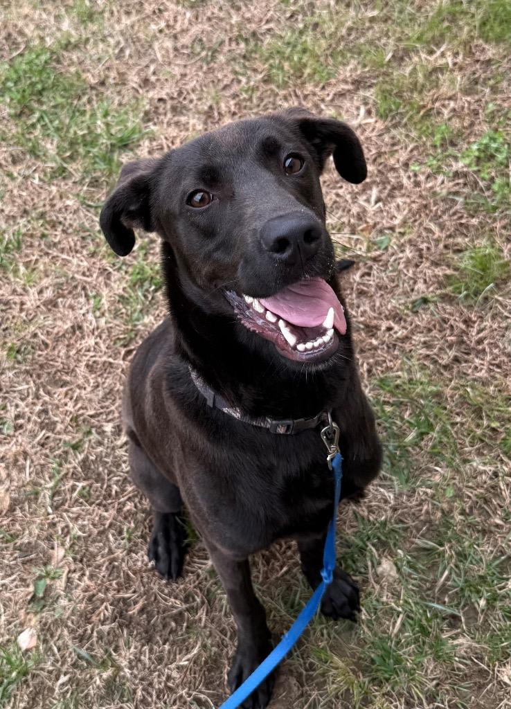 Mavis, Adoptable, Young Female Mixed Breed.