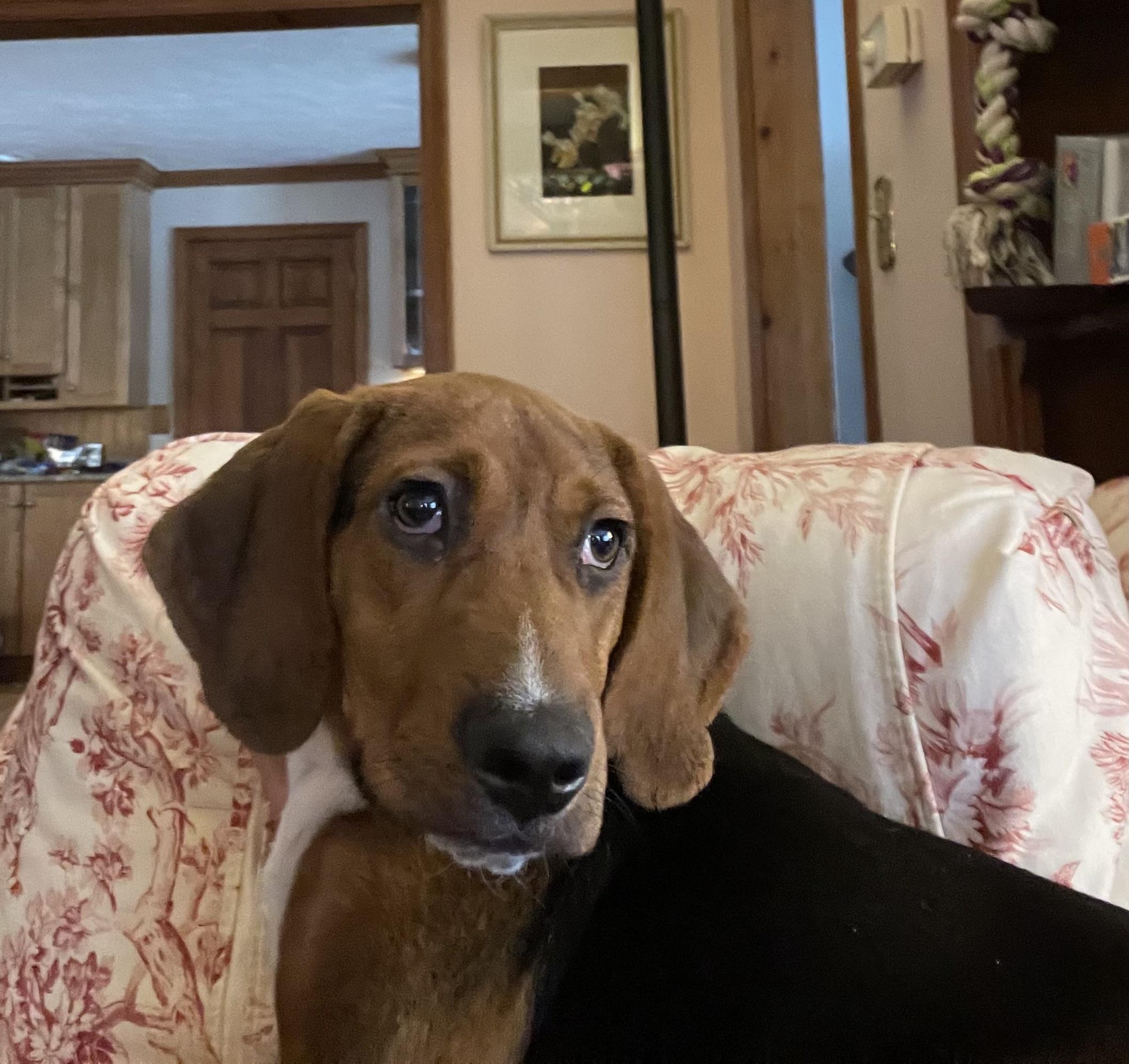 Enlarge Boone, a ADOPTABLE mixed breed in Cleveland, OH image 2/4