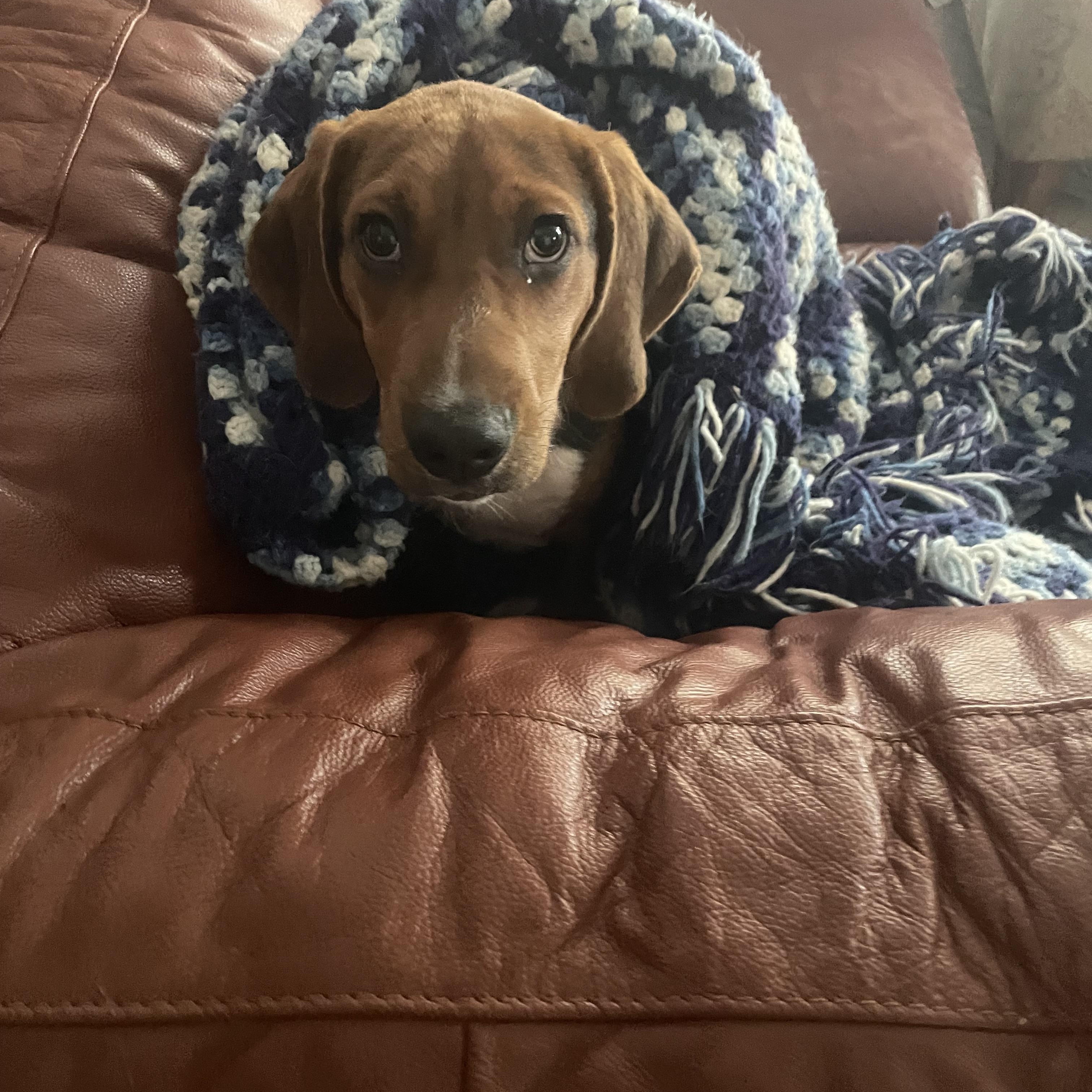 Boone, ADOPTABLE, Puppy Male Hound.