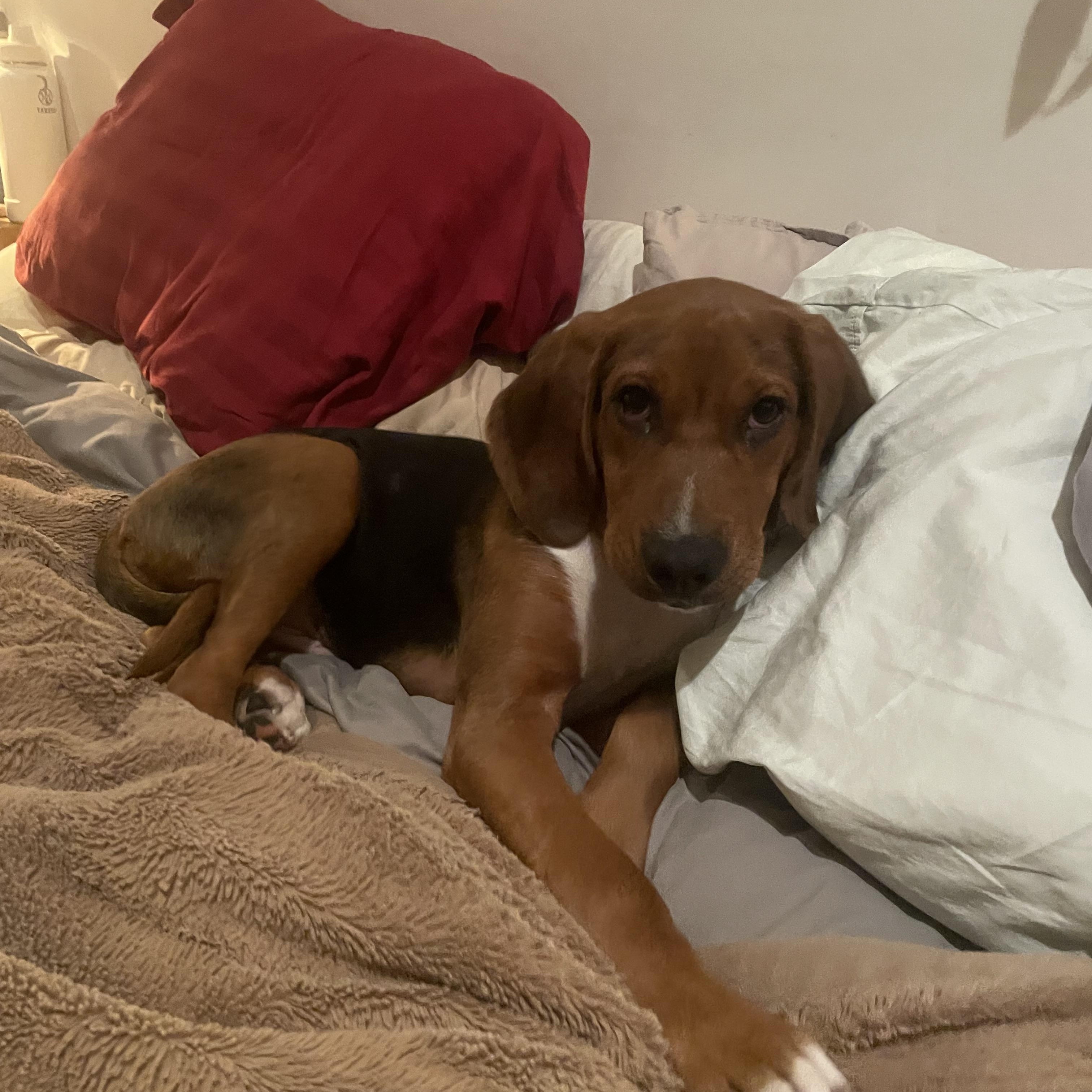 Enlarge Boone, a ADOPTABLE mixed breed in Cleveland, OH image 4/4