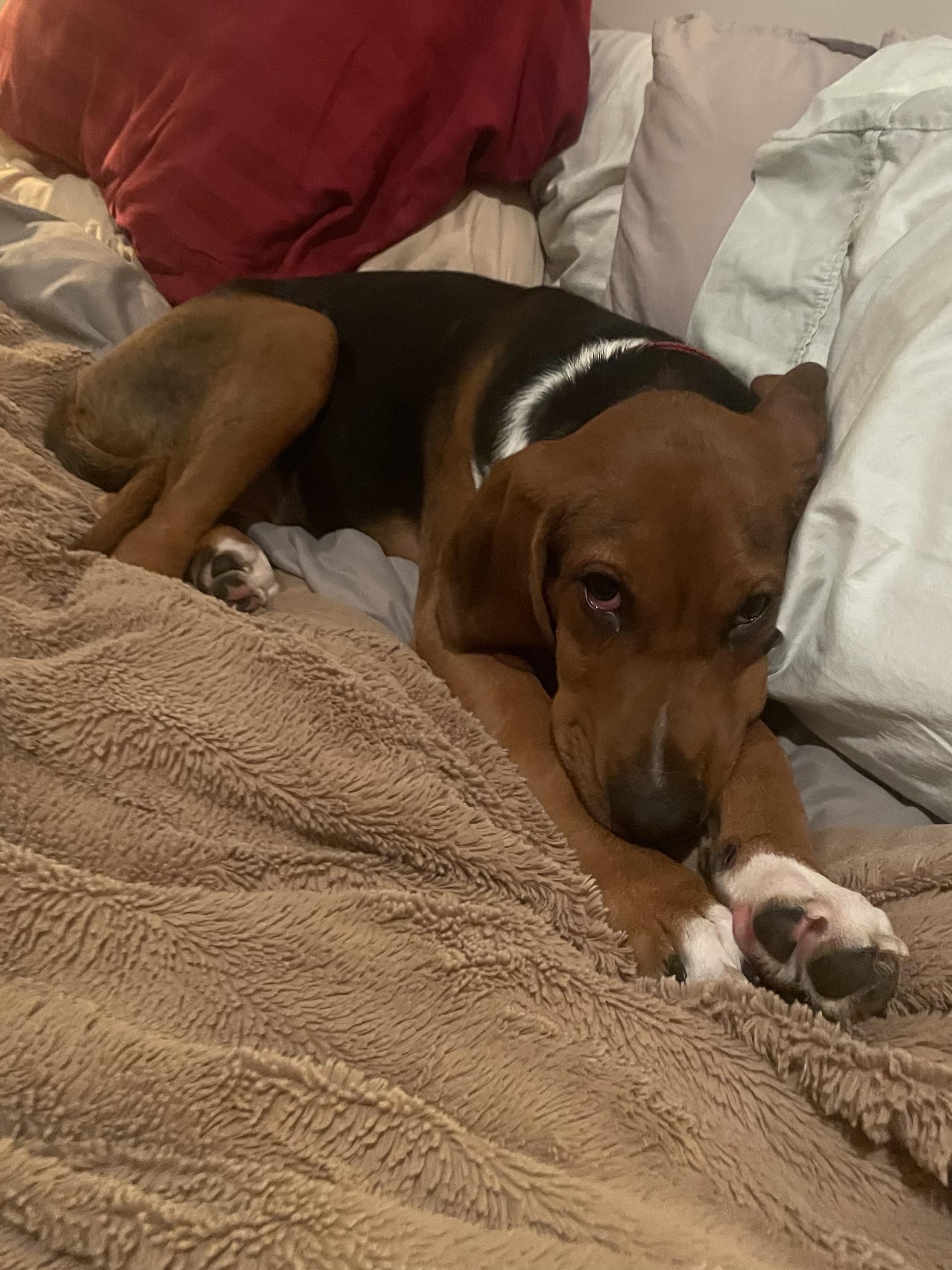 Enlarge Boone, a ADOPTABLE mixed breed in Cleveland, OH image 3/4