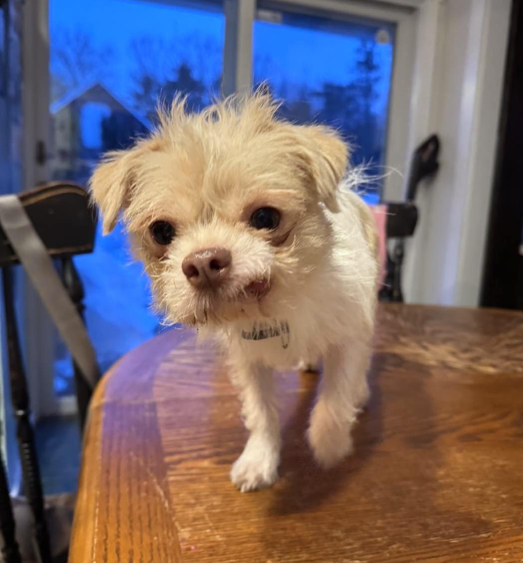Bucky, a ADOPTABLE mixed breed in Worcester, MA image 3/5