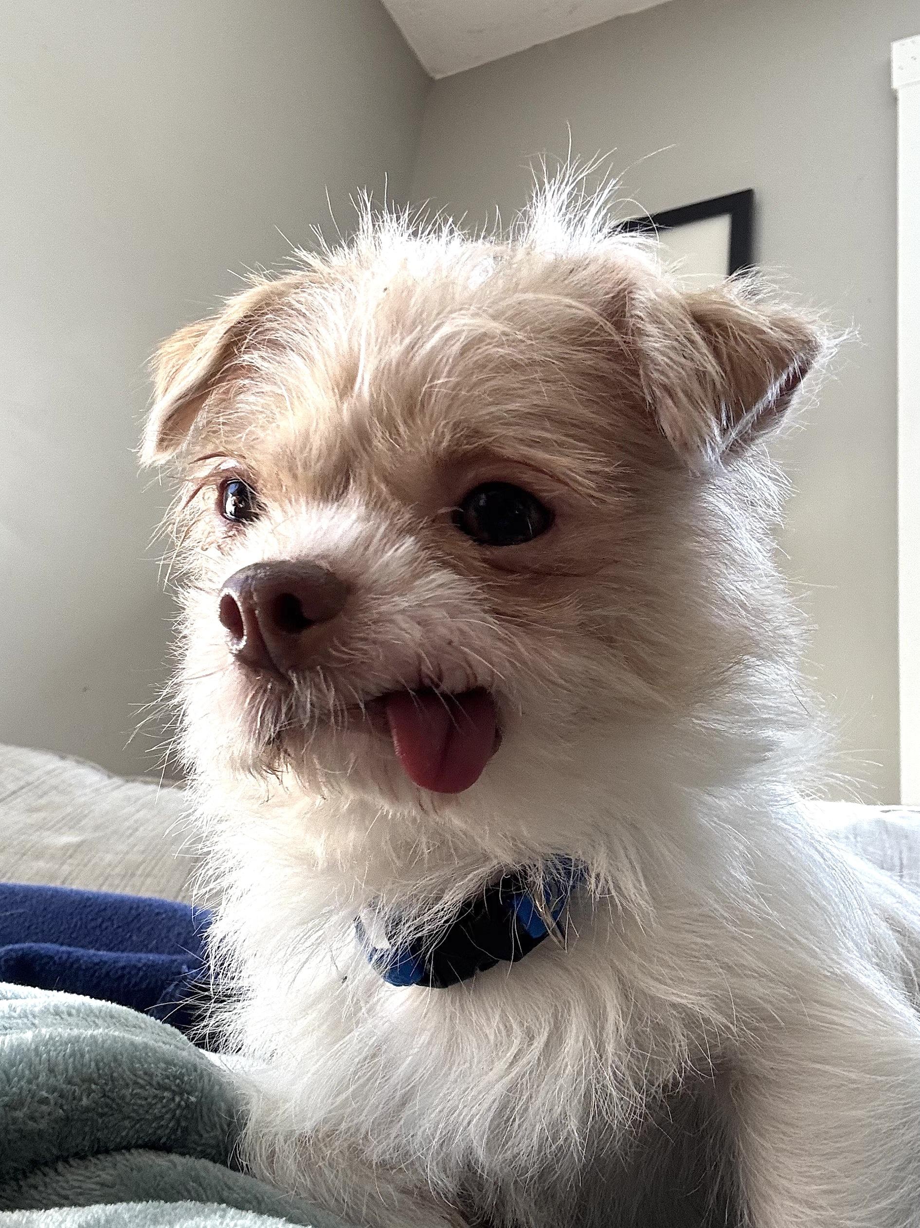 Bucky, a ADOPTABLE mixed breed in Worcester, MA image 2/5