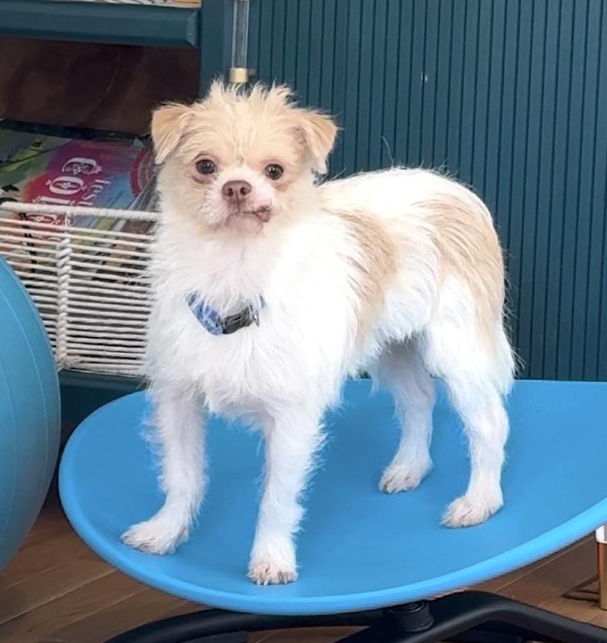 Bucky, a ADOPTABLE mixed breed in Worcester, MA image 5/5