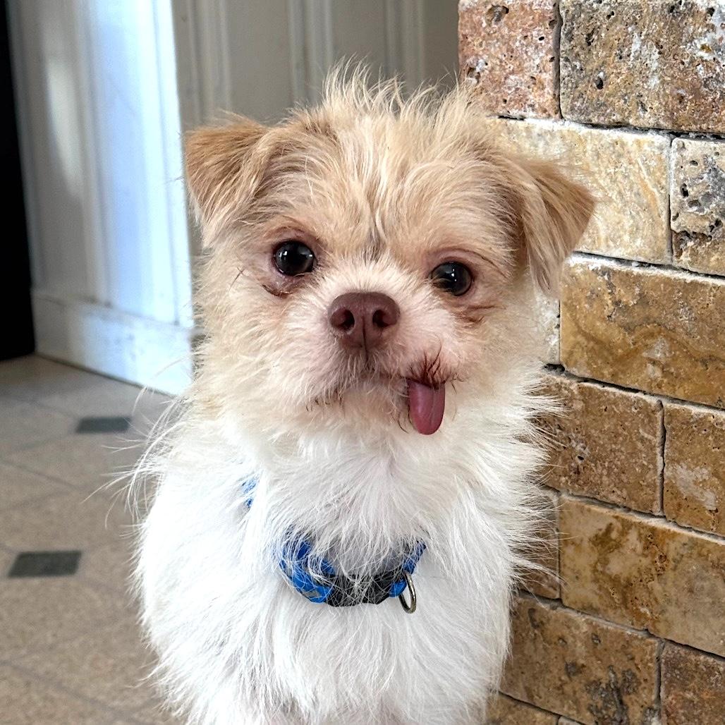 Bucky, ADOPTABLE, Young Male Shih Tzu & Maltese.