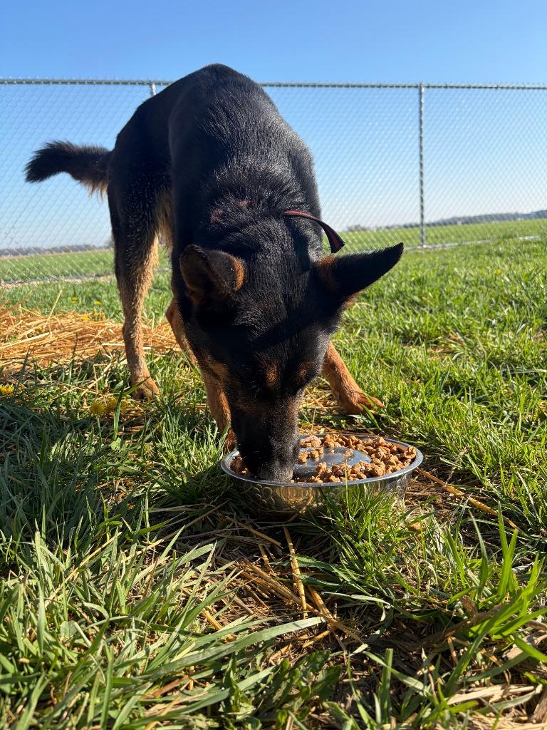 Enlarge Ebony, a Adopted German Shepherd Dog in Portland, IN image 1/2