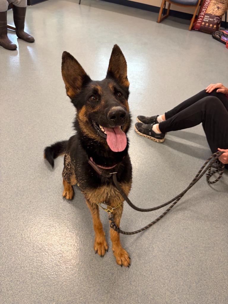 Enlarge Ebony, a Adopted German Shepherd Dog in Portland, IN image 2/2