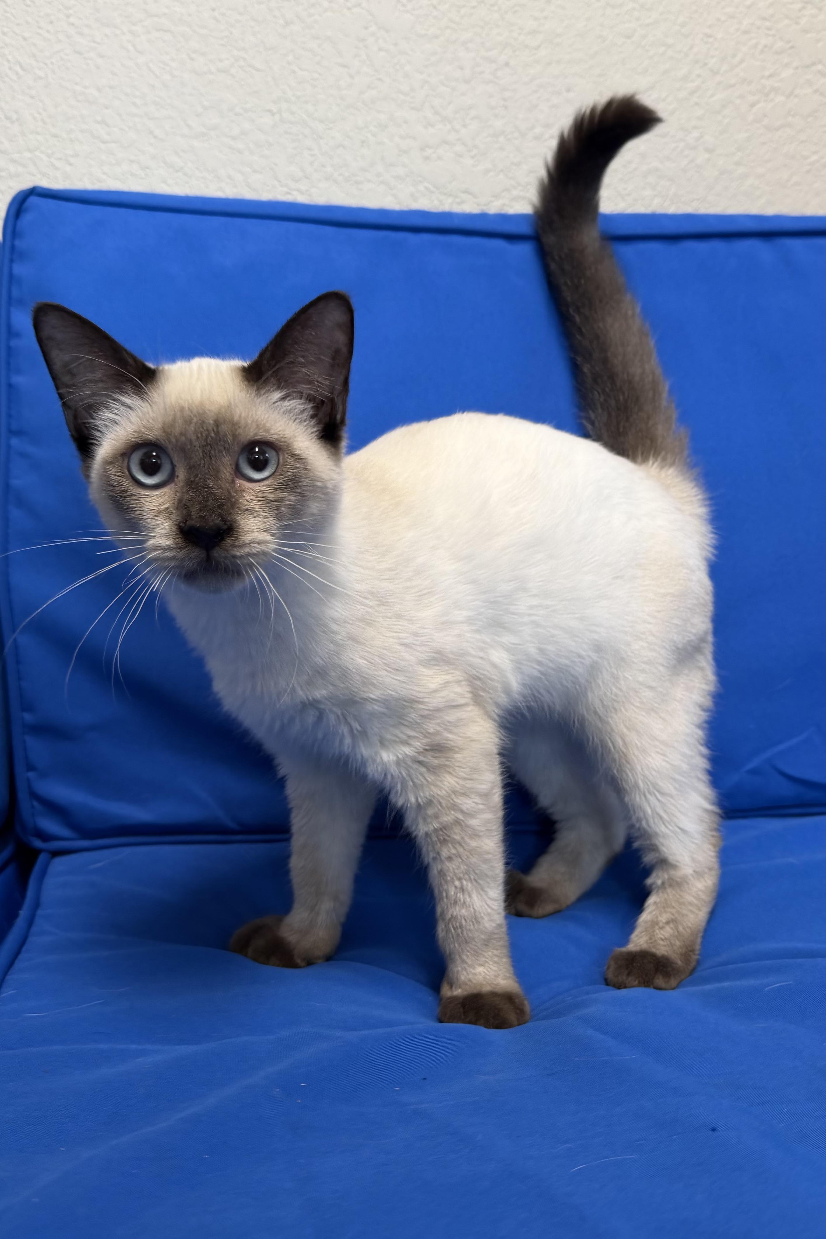 Lovelle, Adopted, Young Male Siamese.