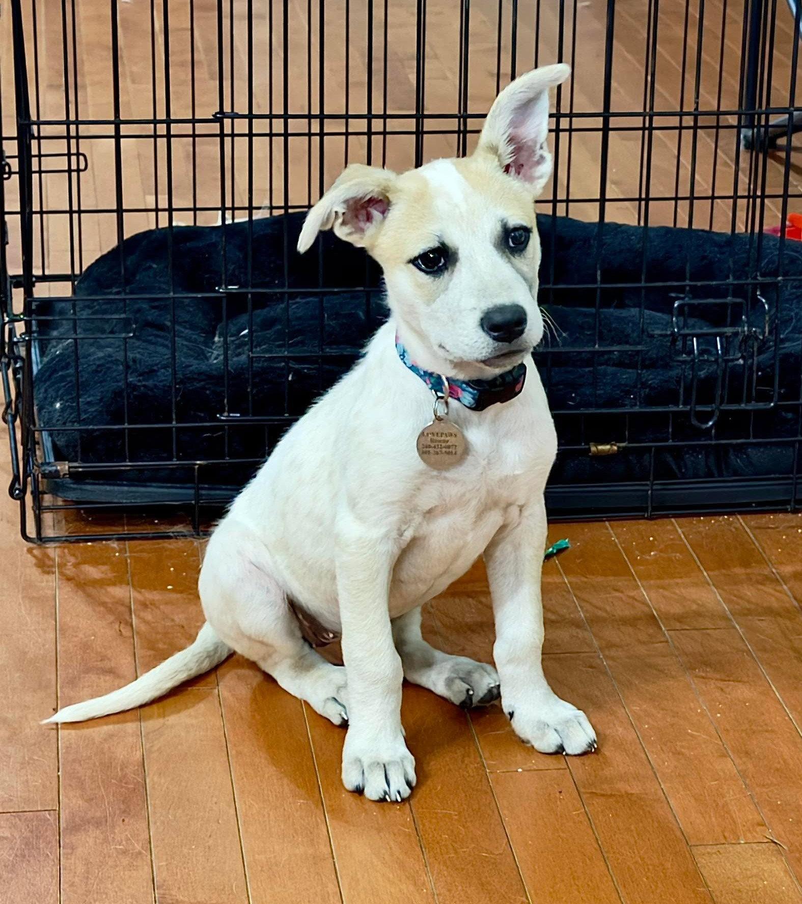 Harper (puppy), a Adoptable mixed breed in Rockville, MD image 1/3