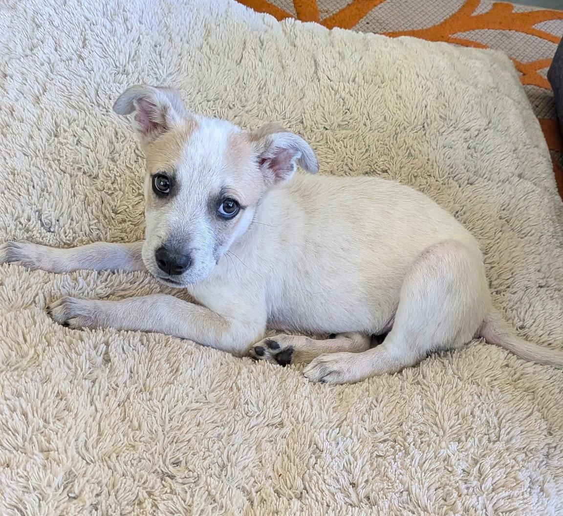 Harper (puppy), a Adoptable mixed breed in Rockville, MD image 2/3
