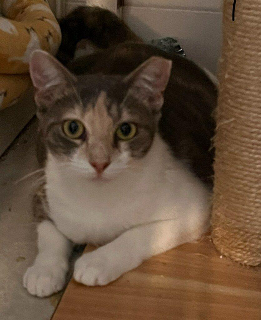 Penny, Adoptable, Adult Female Domestic Short Hair.