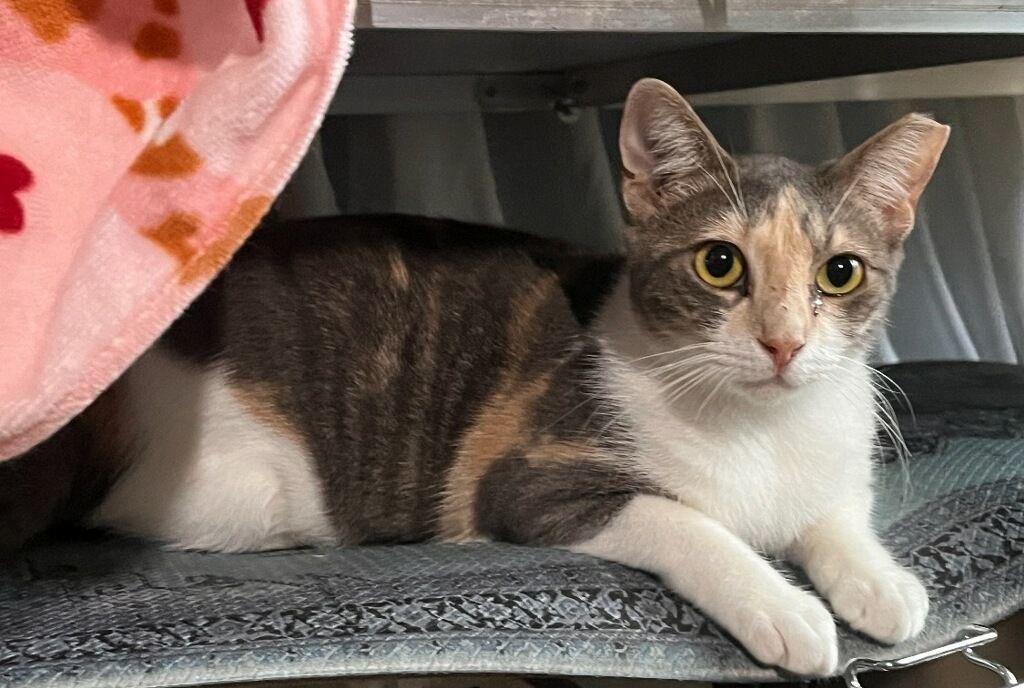 Penny, a Adoptable Domestic Short Hair in Pompano Beach, FL image 2/3