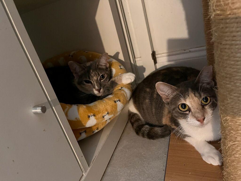 Penny, a Adoptable Domestic Short Hair in Pompano Beach, FL image 3/3