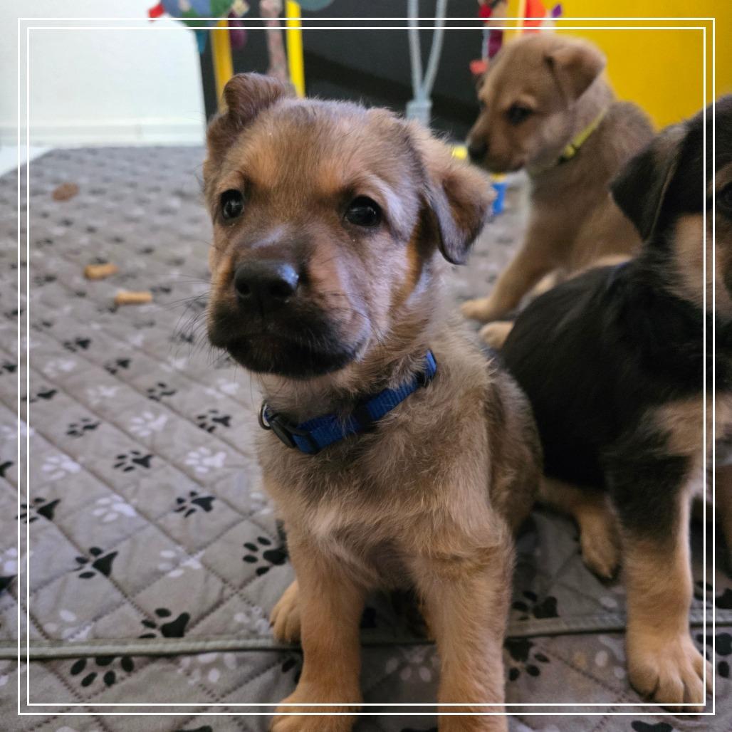 Taco, Adoptable, Puppy Male Shepherd & Mixed Breed.