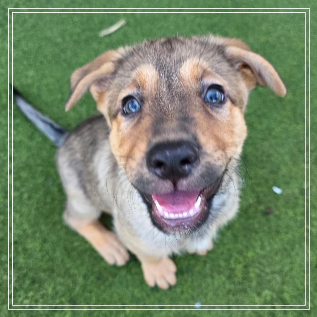 Enlarge Taco, a Adoptable mixed breed in Chandler, AZ image 3/3